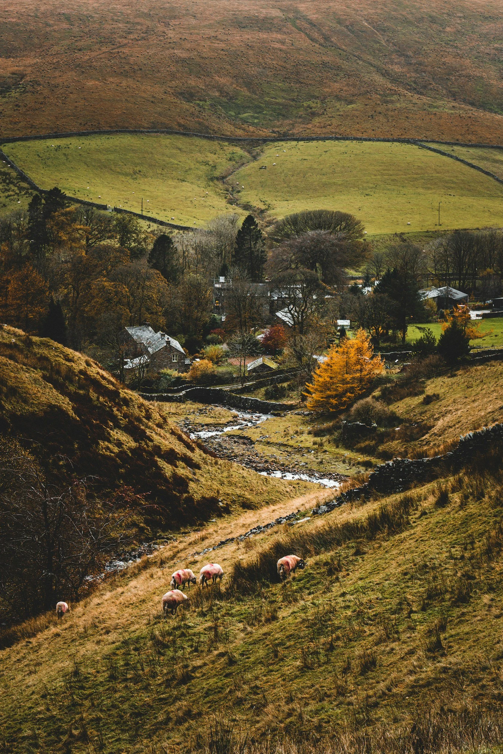 A rural landscape showing a small farm at the foot of rolling hills, with sheep grazing on the grassy hillside and a stream running through the valley. Autumn foliage is visible on the trees around the farm.