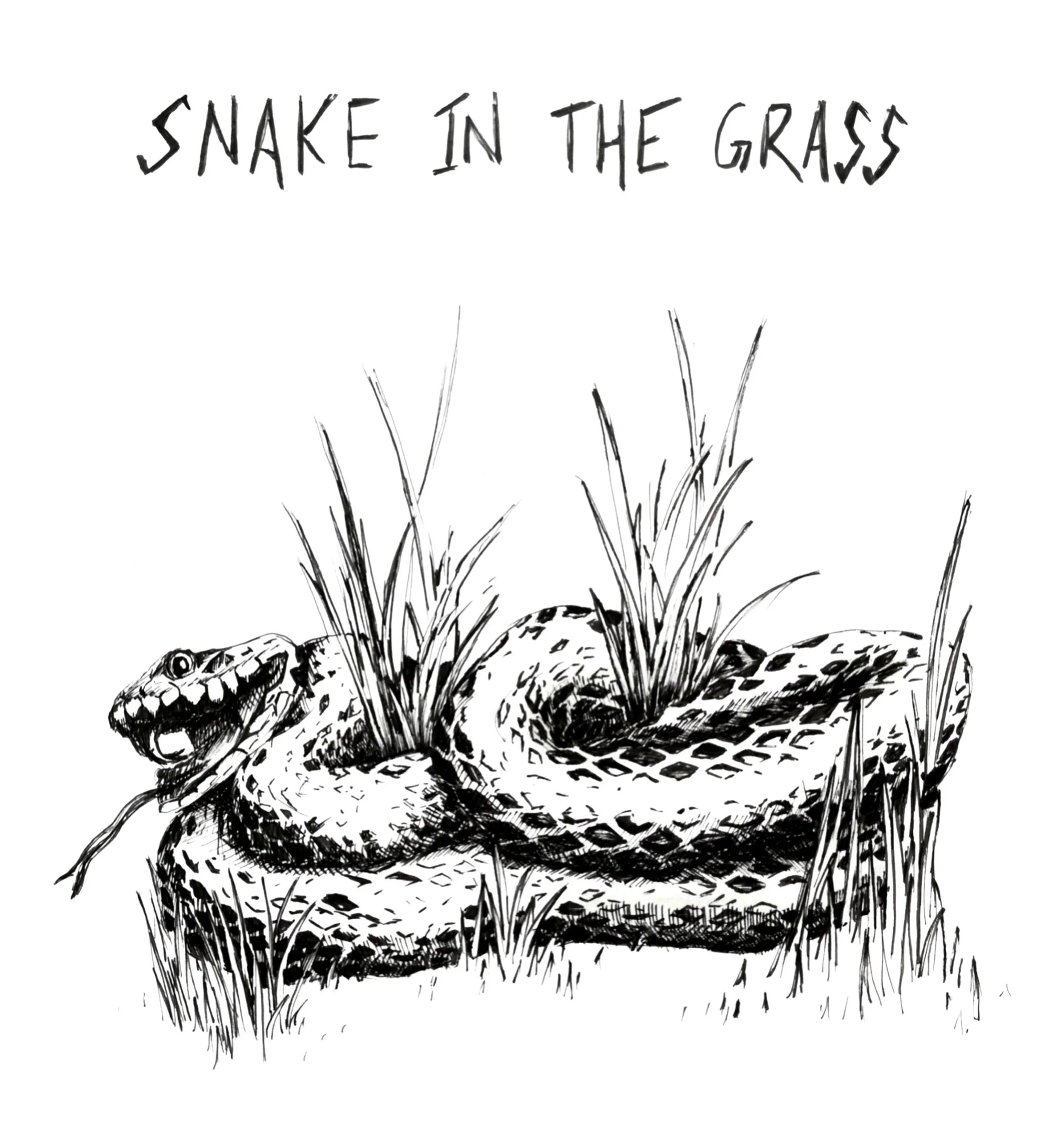 SNAKE iN THE GRASS