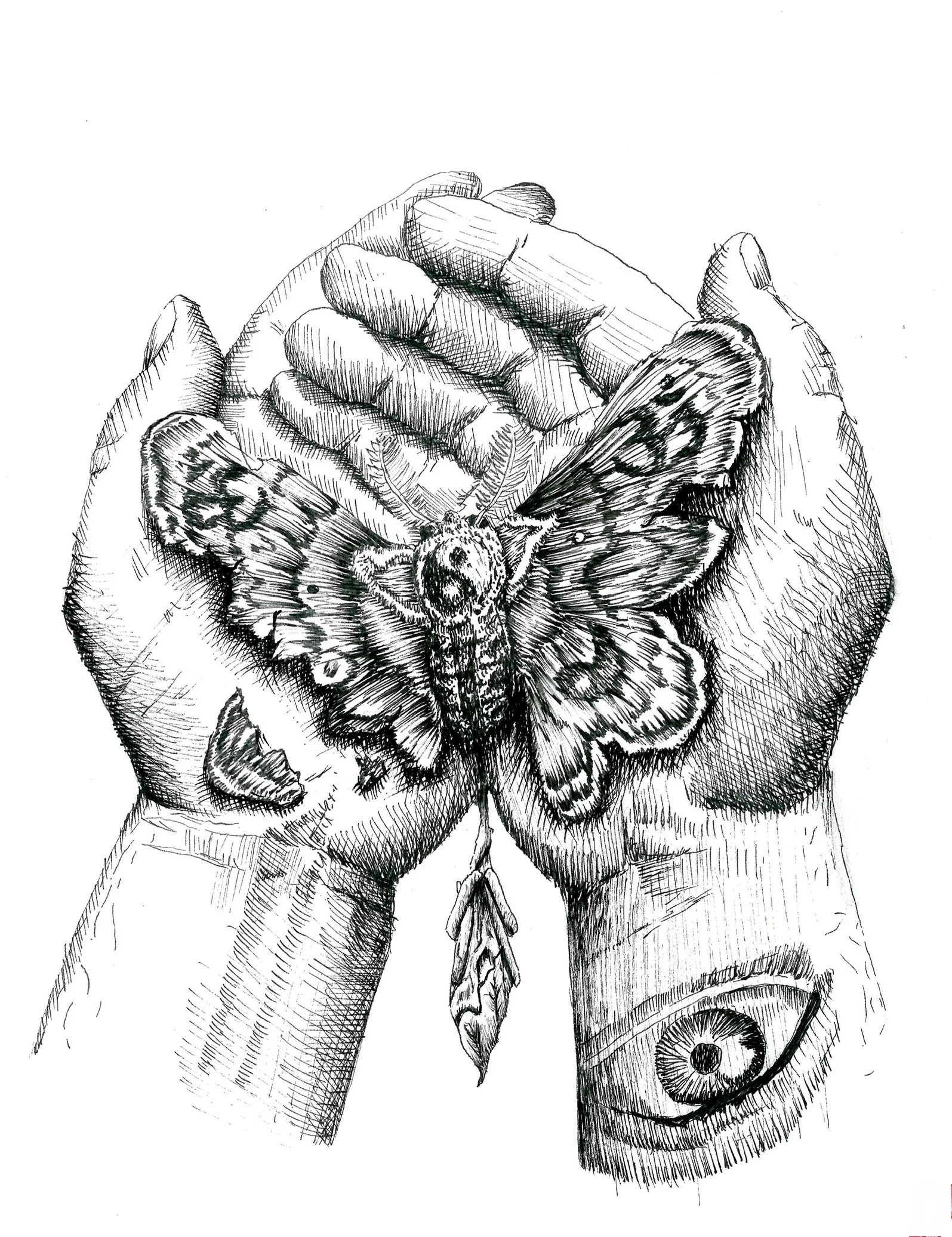 Black and white sketch of hands holding a butterfly and a bee, with expressive lines and shading.