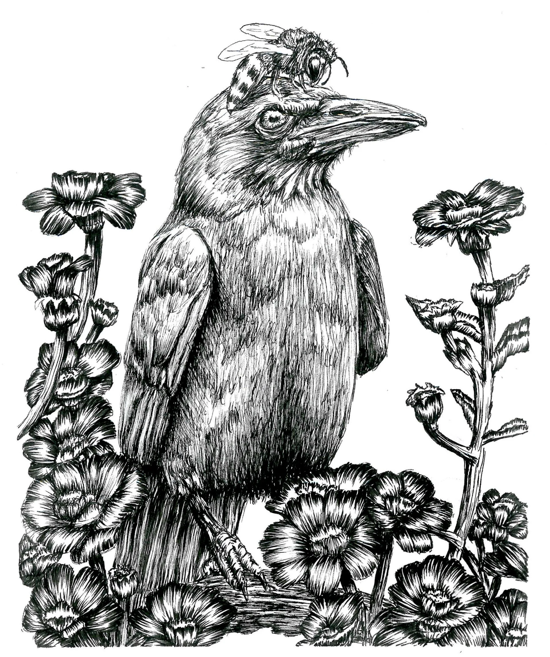 A detailed black and white line drawing of a bird, possibly a raven or crow, sitting on the ground surrounded by tall flowers, with a bee perched on its head.