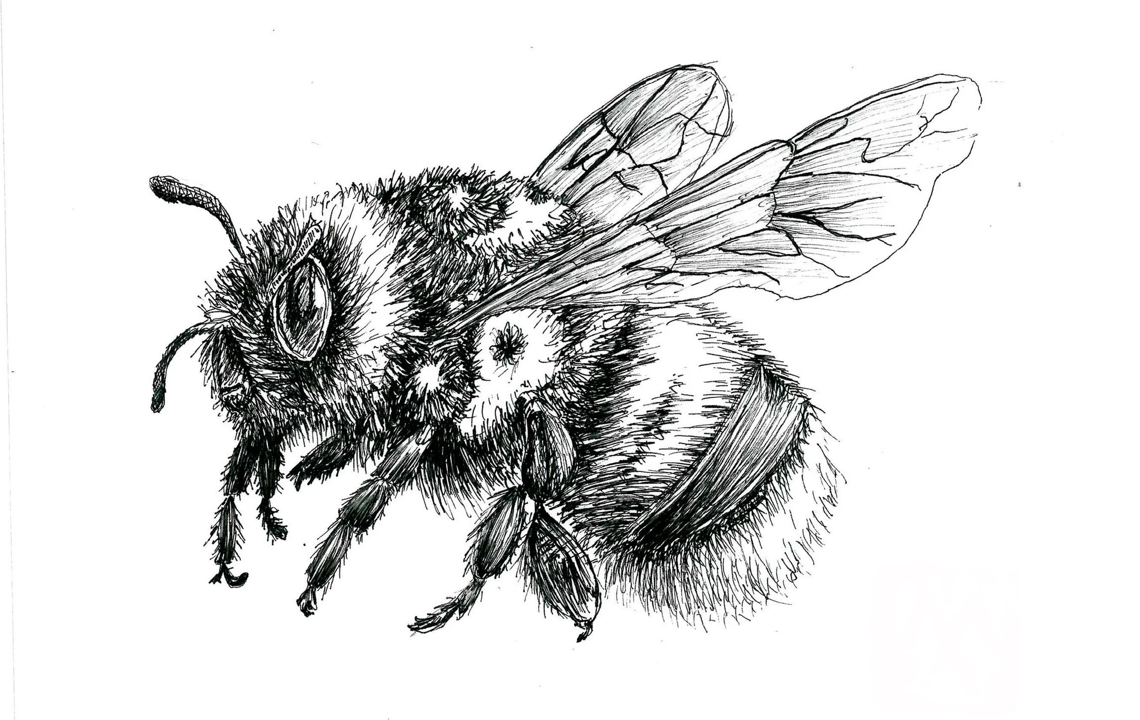 Black and white ink drawing of a bee with detailed wings, body, and antennae.