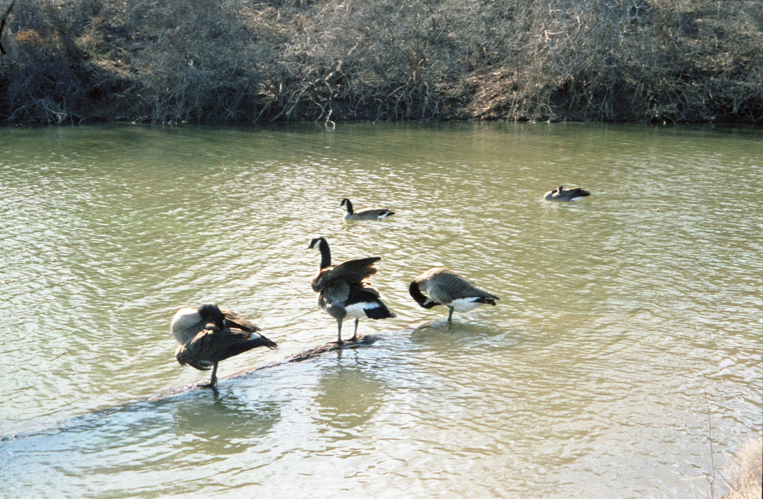 Mallard ducks on a rocky shoreline near a water body with a dense, leafless shrub or tree line in the background.