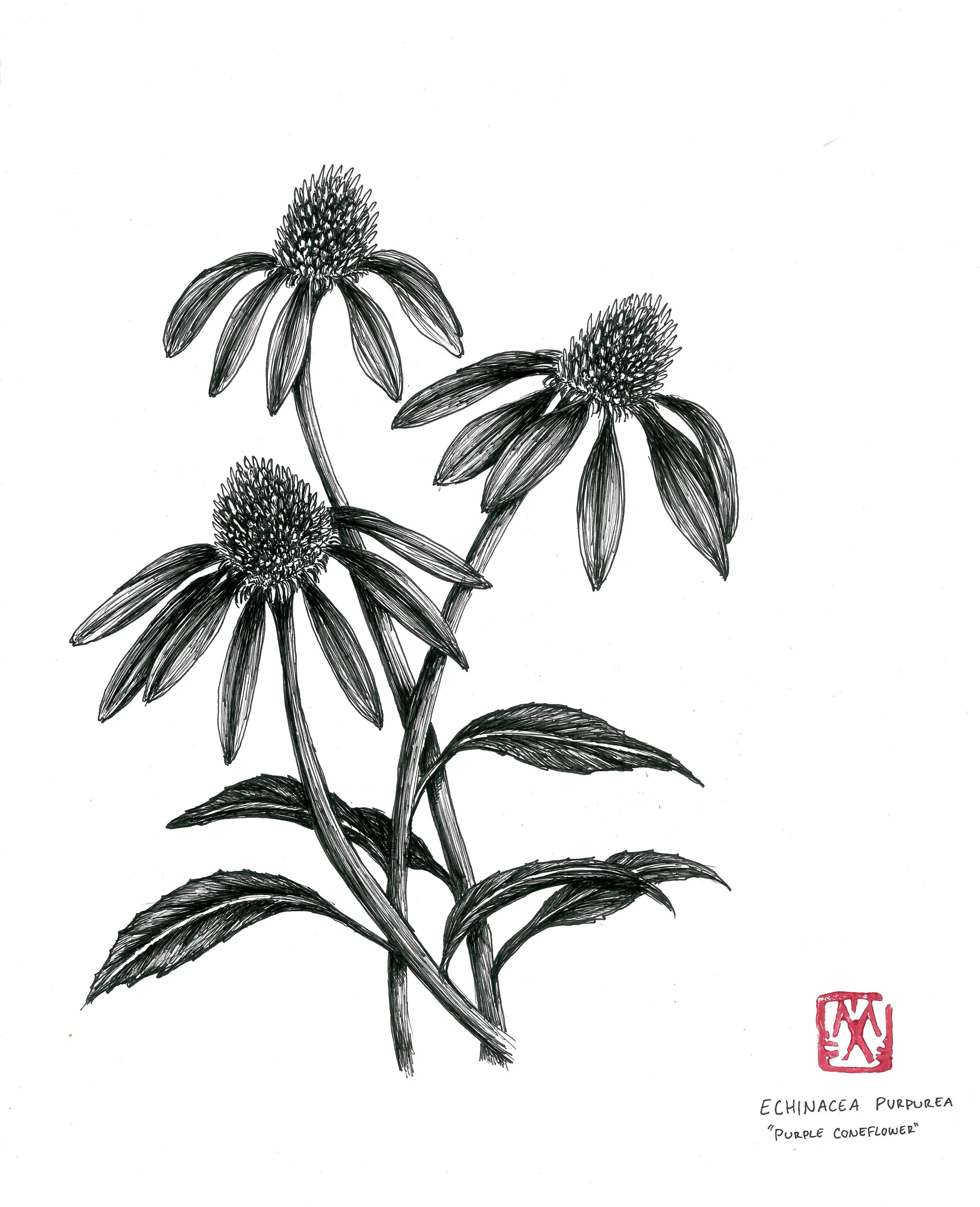 A detailed black and white ink drawing of a purple coneflower (Echinacea purpurea) with five large petals and a prominent central cone. A red stamp and handwritten label at the bottom identify the plant's name.