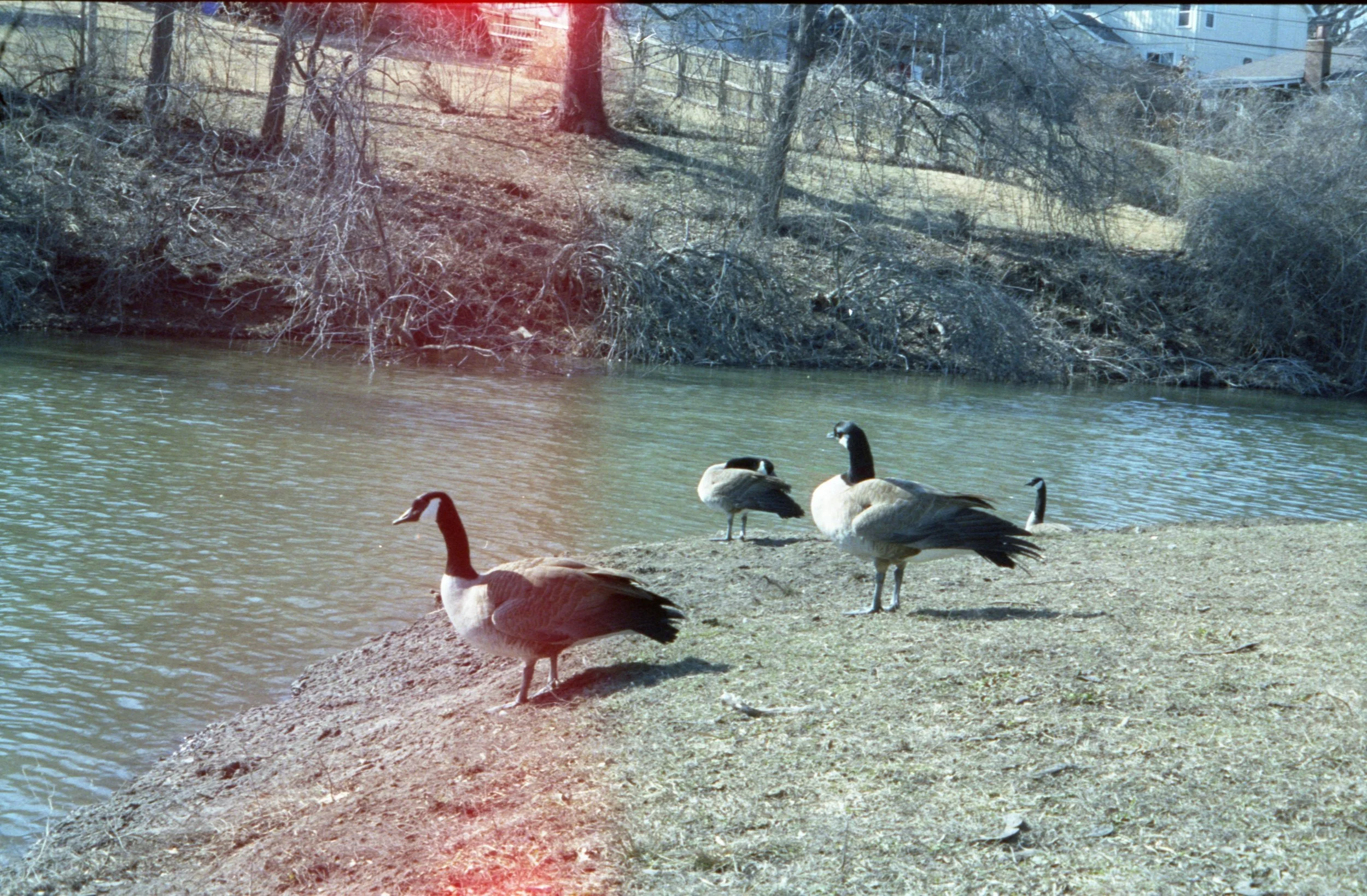Four geese standing on the grassy shoreline of a river, with trees and houses in the background. The water is calm, and the scene appears to be in early spring or late winter.
