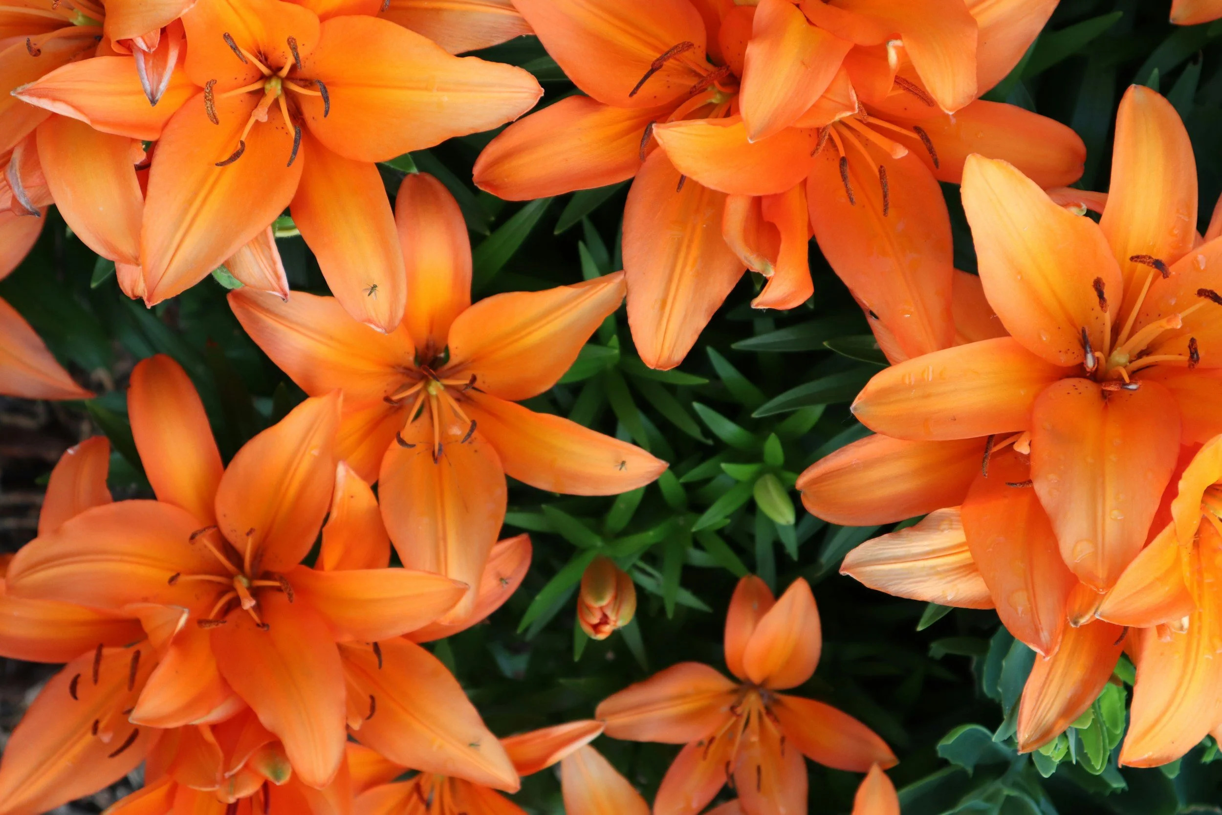 Close-up of vibrant orange lilies with green leaves in the background.
