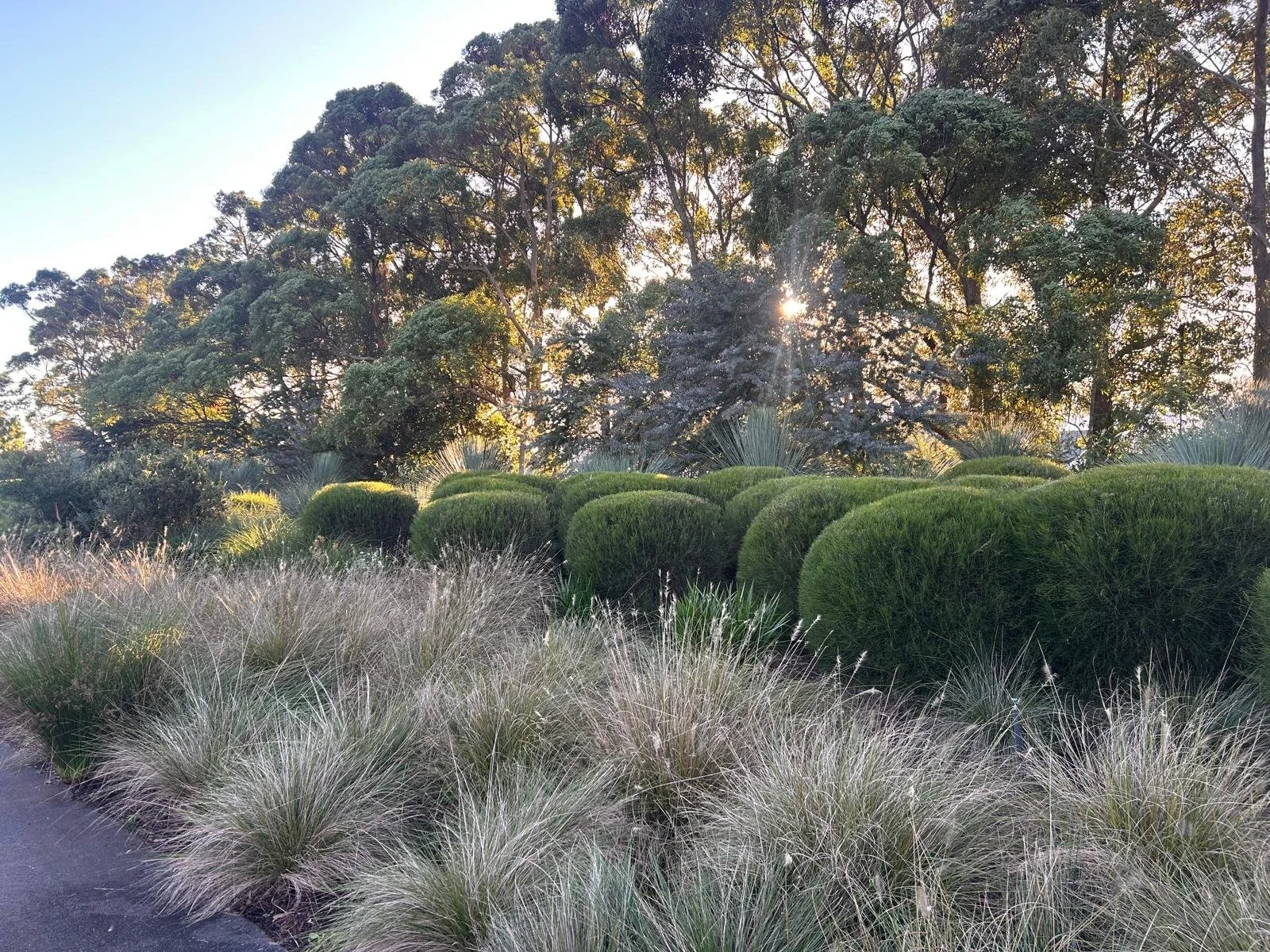 Lawn, Hedges and Planting