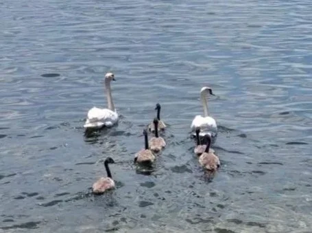 Zwei Gänse mit Jungen schwimmen auf einem See.