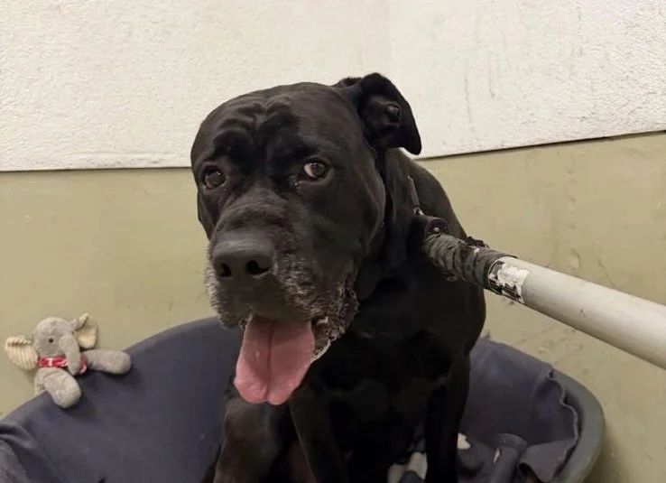 Schwarzer Hund sitzt in einer Hundebox, leckt die Zunge, mit einem Knüppel im Hals, an der Seite sitzt eine Stoffhose.