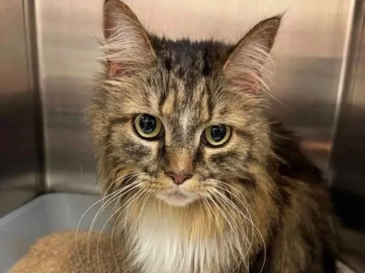Ein langhaariger, getigerter Katzenkopf, die Katze sitzt in einem Käfig.