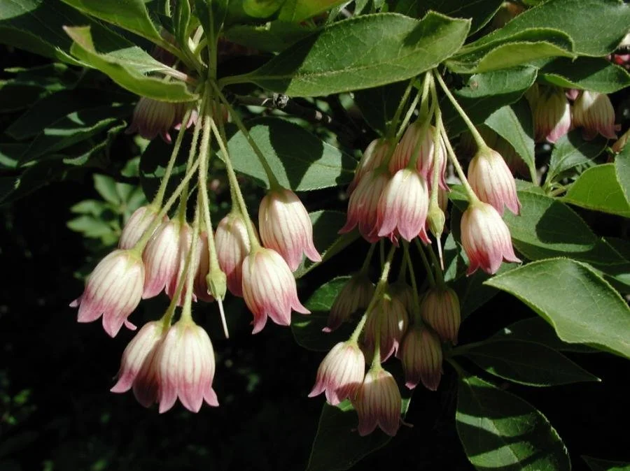 Grow Healthy Plants