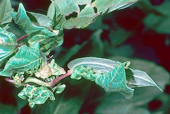 Timing Common Insect and Diseases