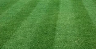 Customized Lawn Care Programs