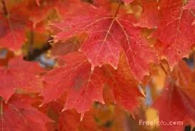 Fall is for Planting