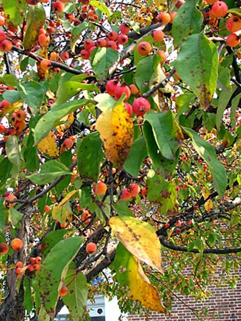 Licensed Tree Spraying