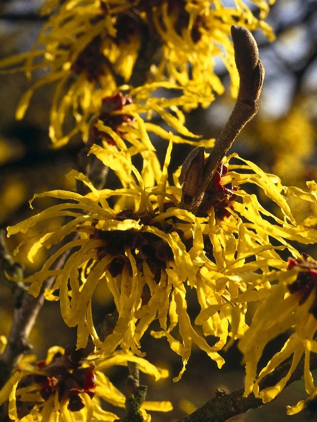 Springtime Plant Preparation