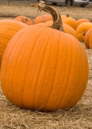 October Planting Ideas