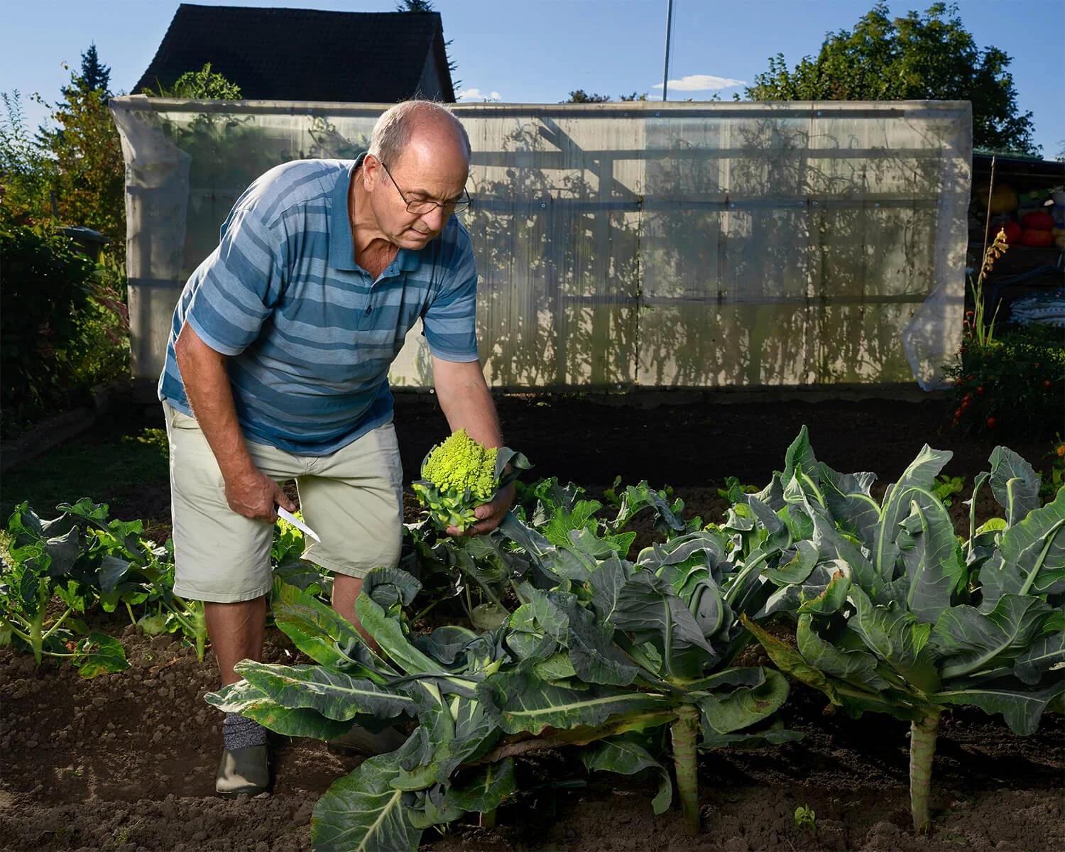Künstlerische Fotografie eines älteren Mannes in Hemd und Shorts beim Ernten von Brokkoli in seinem Garten, im Hintergrund befindet sich ein Gewächshaus und ein Haus unter blauem Himmel.