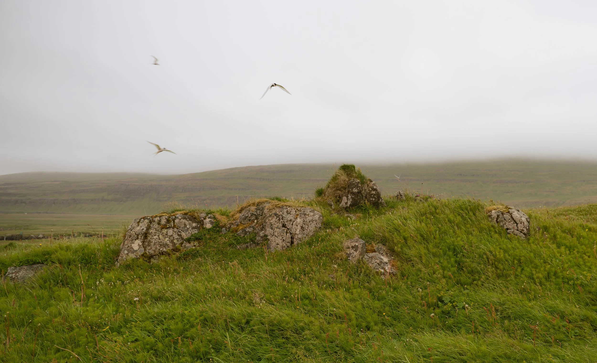 A grassy hillside with rocks and a small plant in the foreground. Four seagulls fly in the cloudy sky above.
