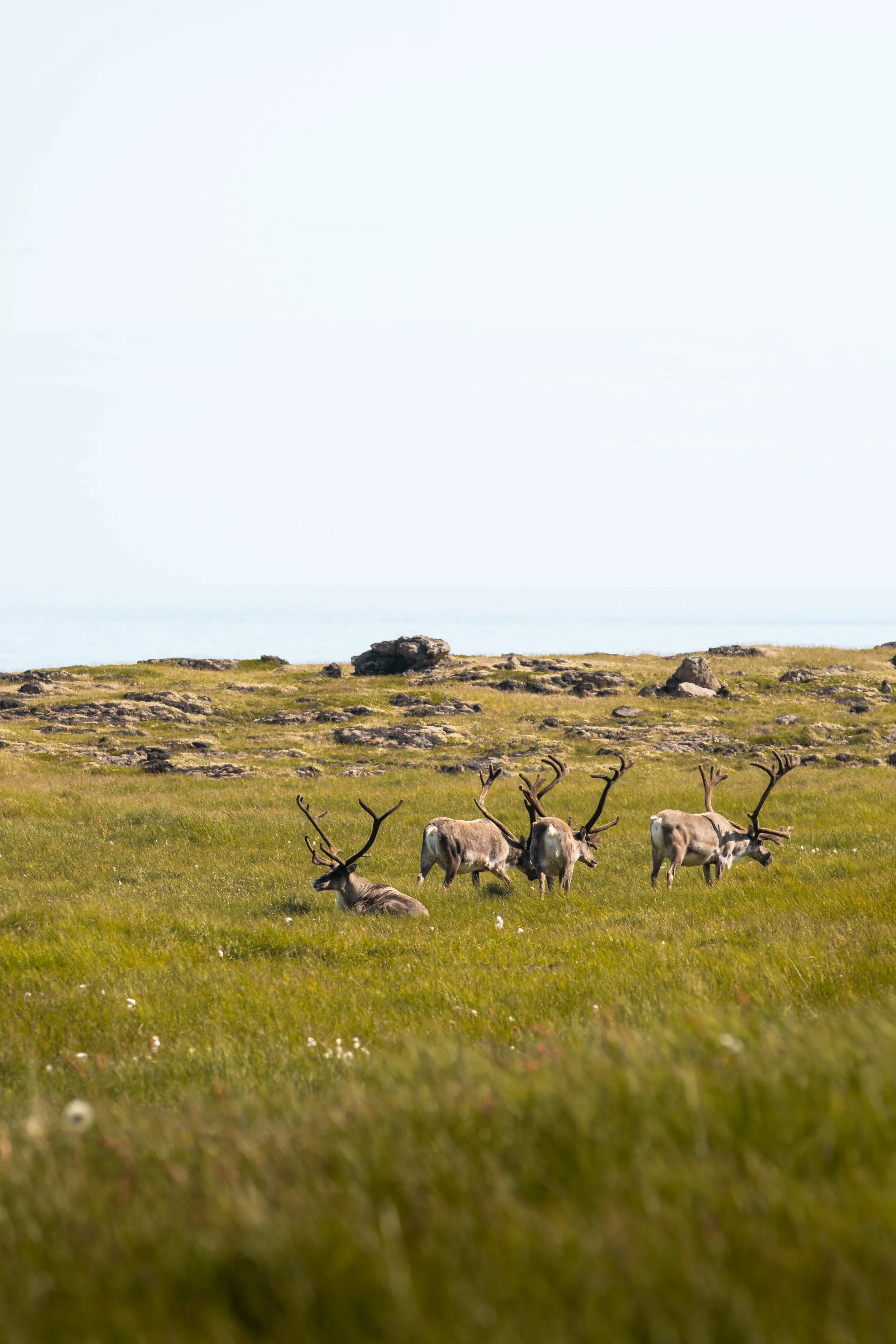 A group of reindeer grazing in a grassy field with rocks, a distant horizon, and a light, overcast sky.