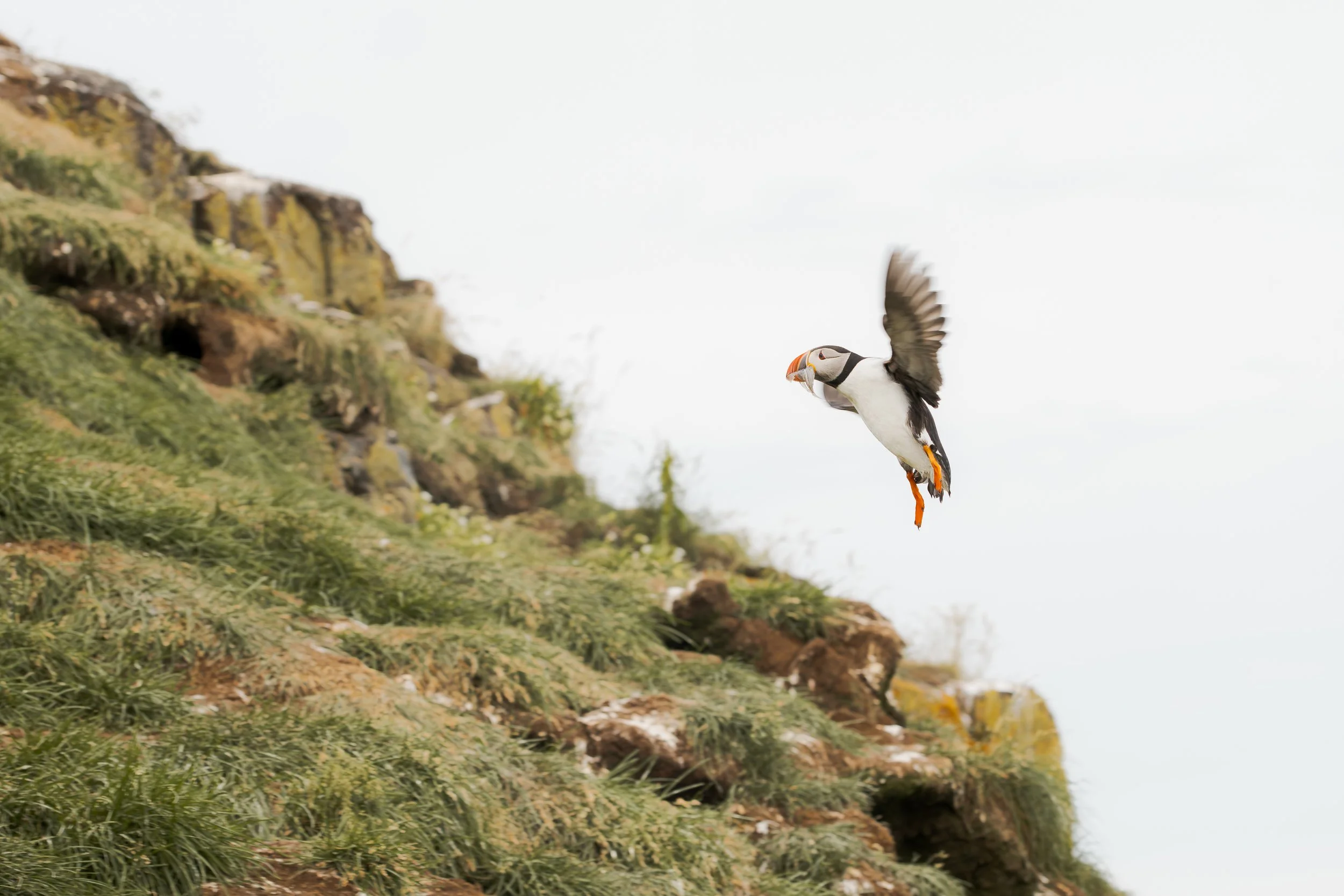 A puffin flying near a grassy cliff with rocks and greenery, under an overcast sky.