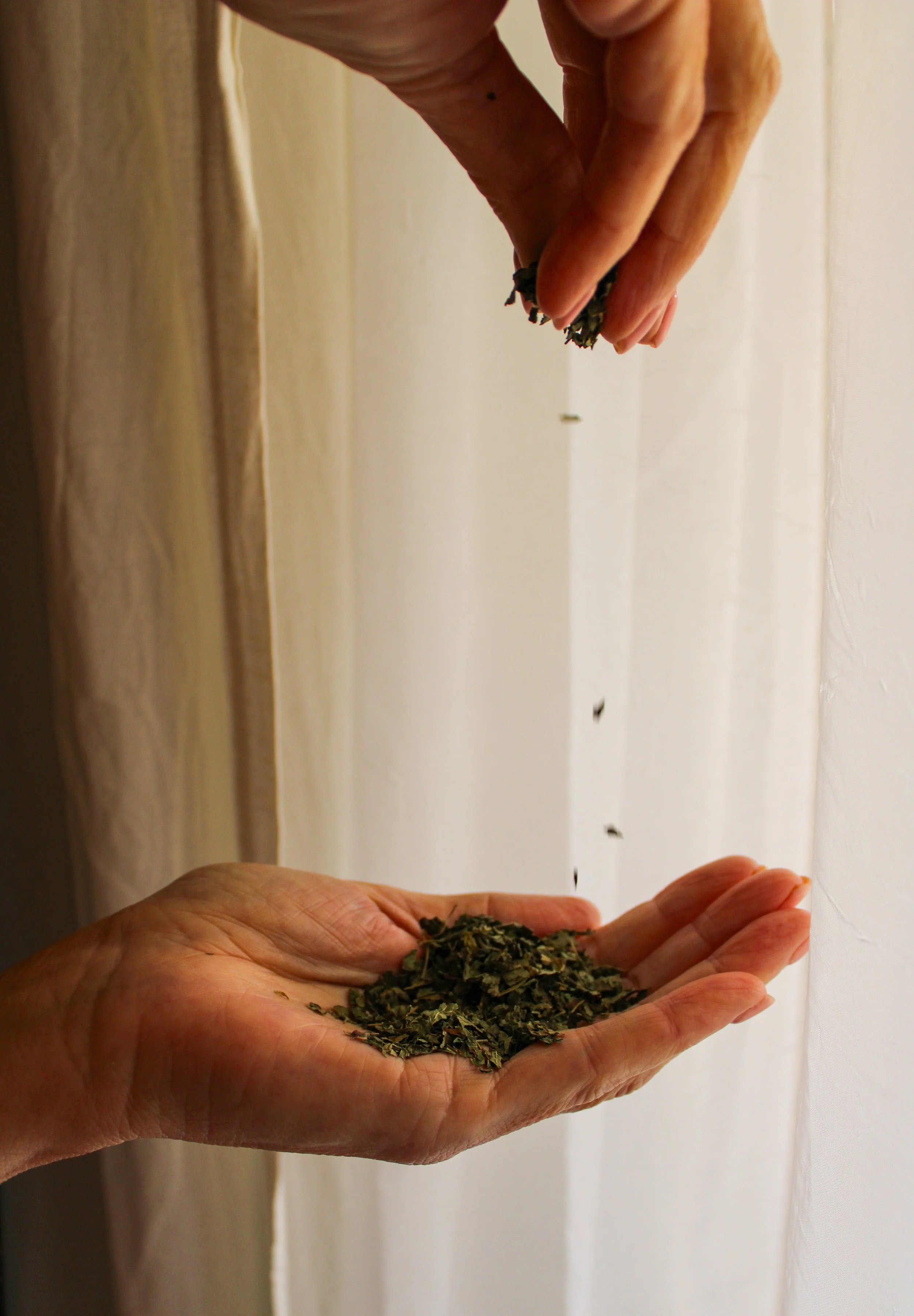 Close-up of a person's hand holding marijuana buds, with more buds falling from above.