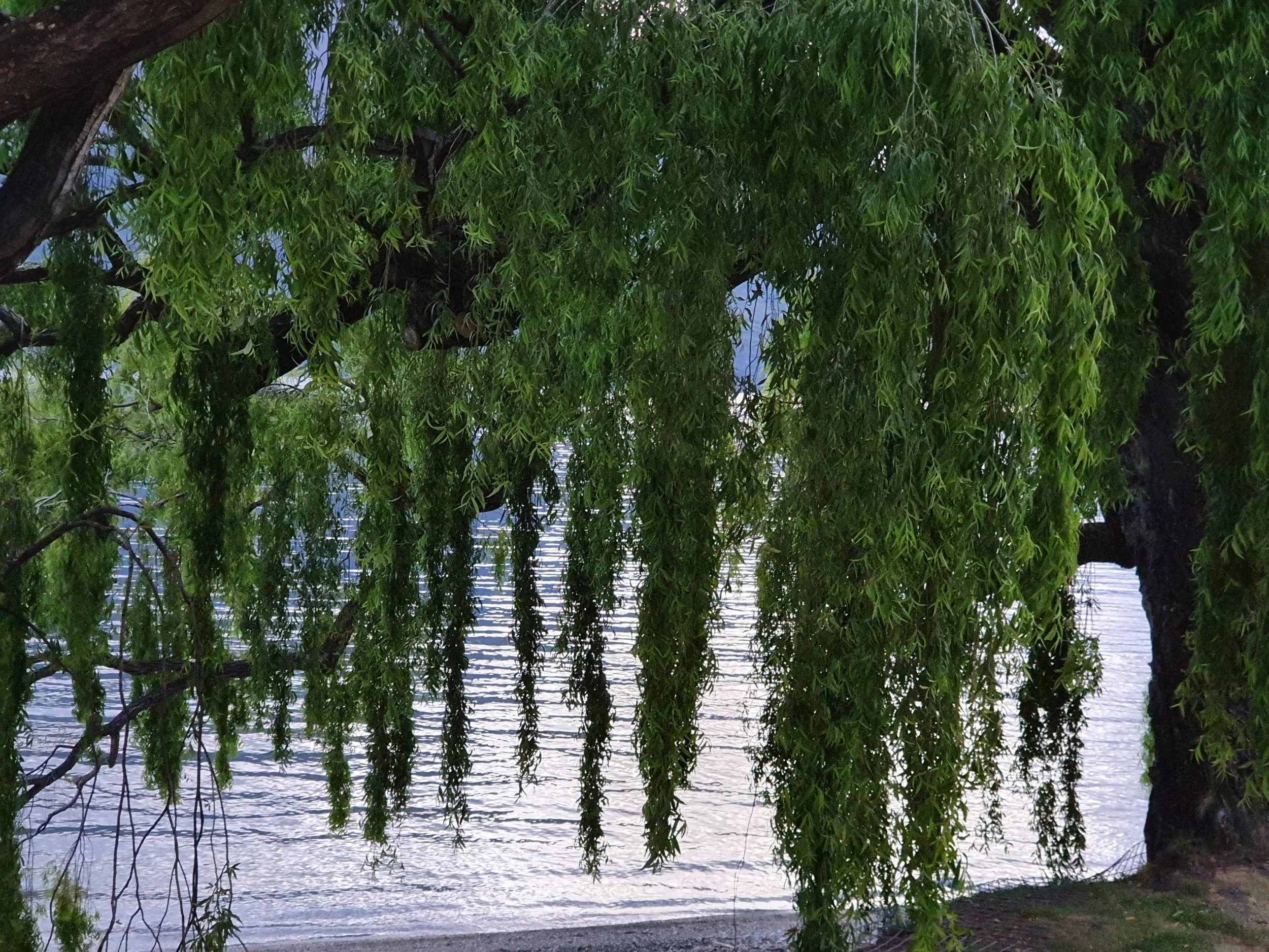 View of a weeping willow tree near a body of water, with hanging branches and green leaves.