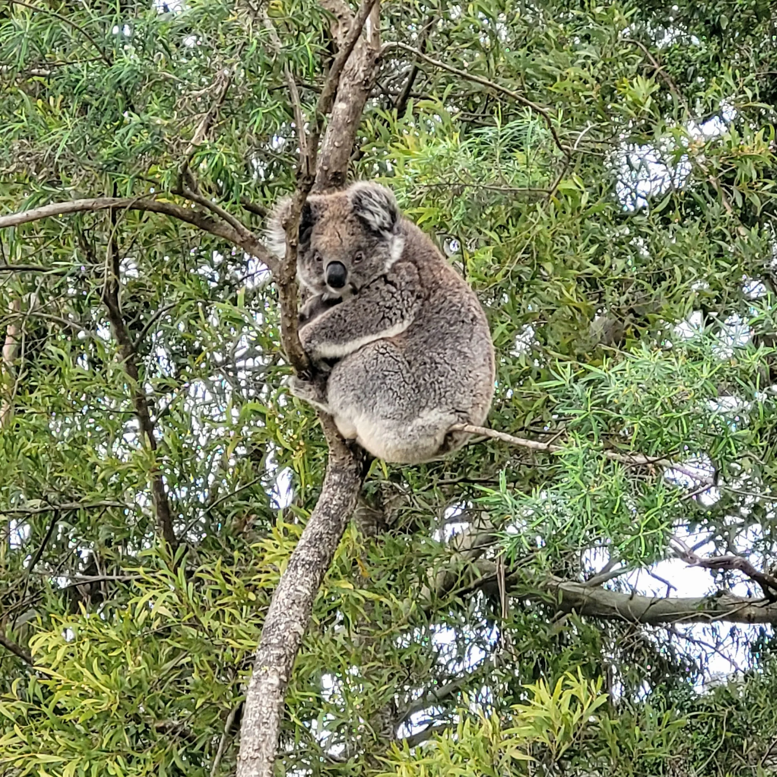A koala hanging onto a tree branch surrounded by green leaves and branches in a natural setting.