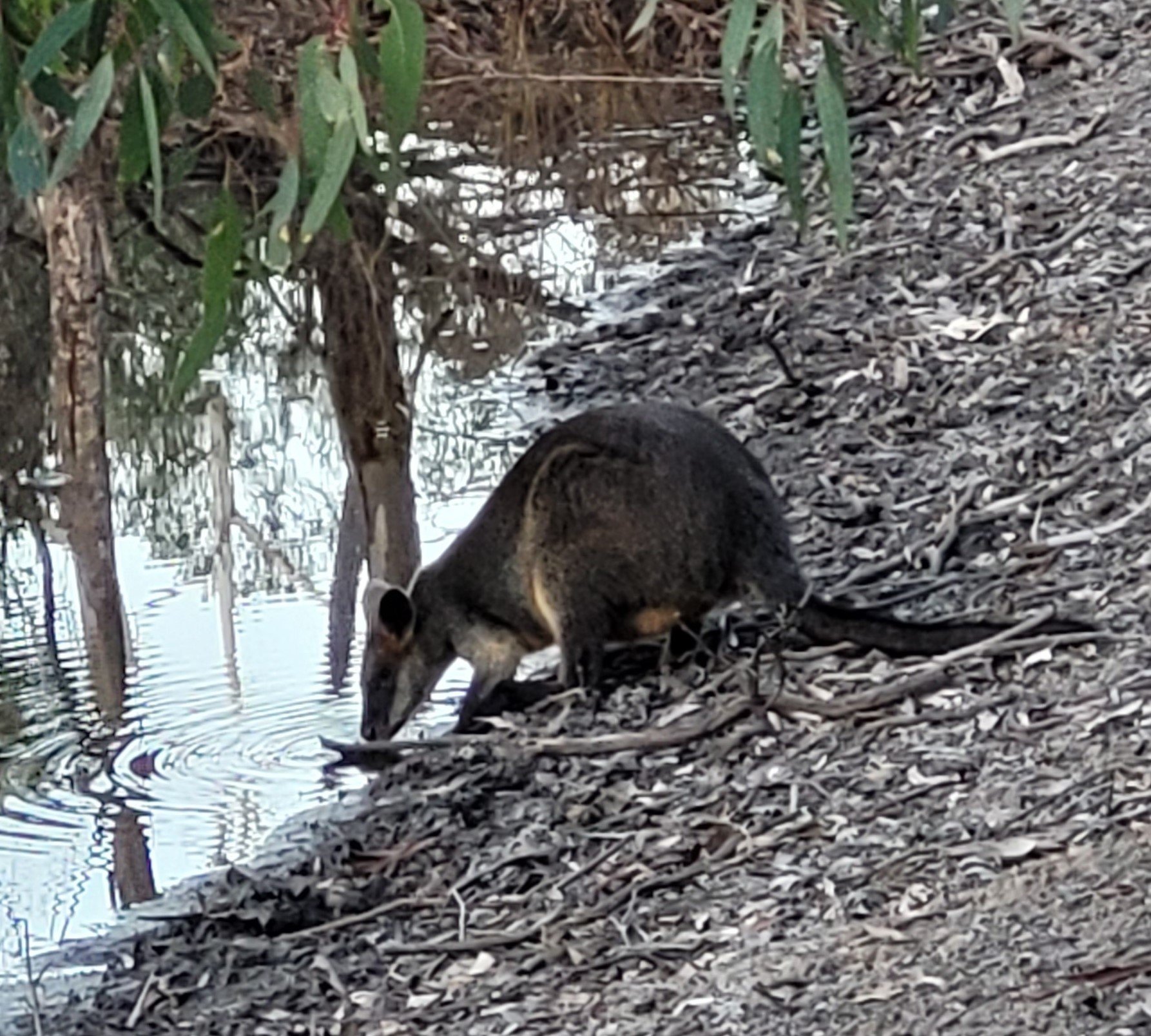Wallaby drinking water from a dam at the Chetwynd property