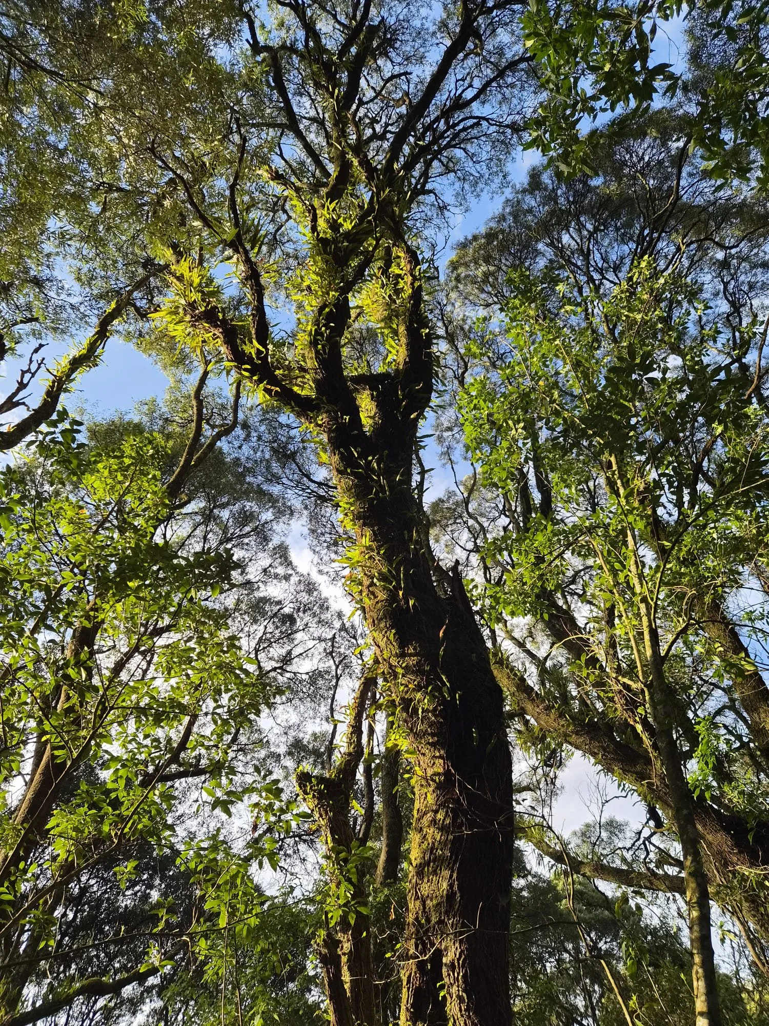 Looking up at tall trees with green leaves and a bright blue sky.