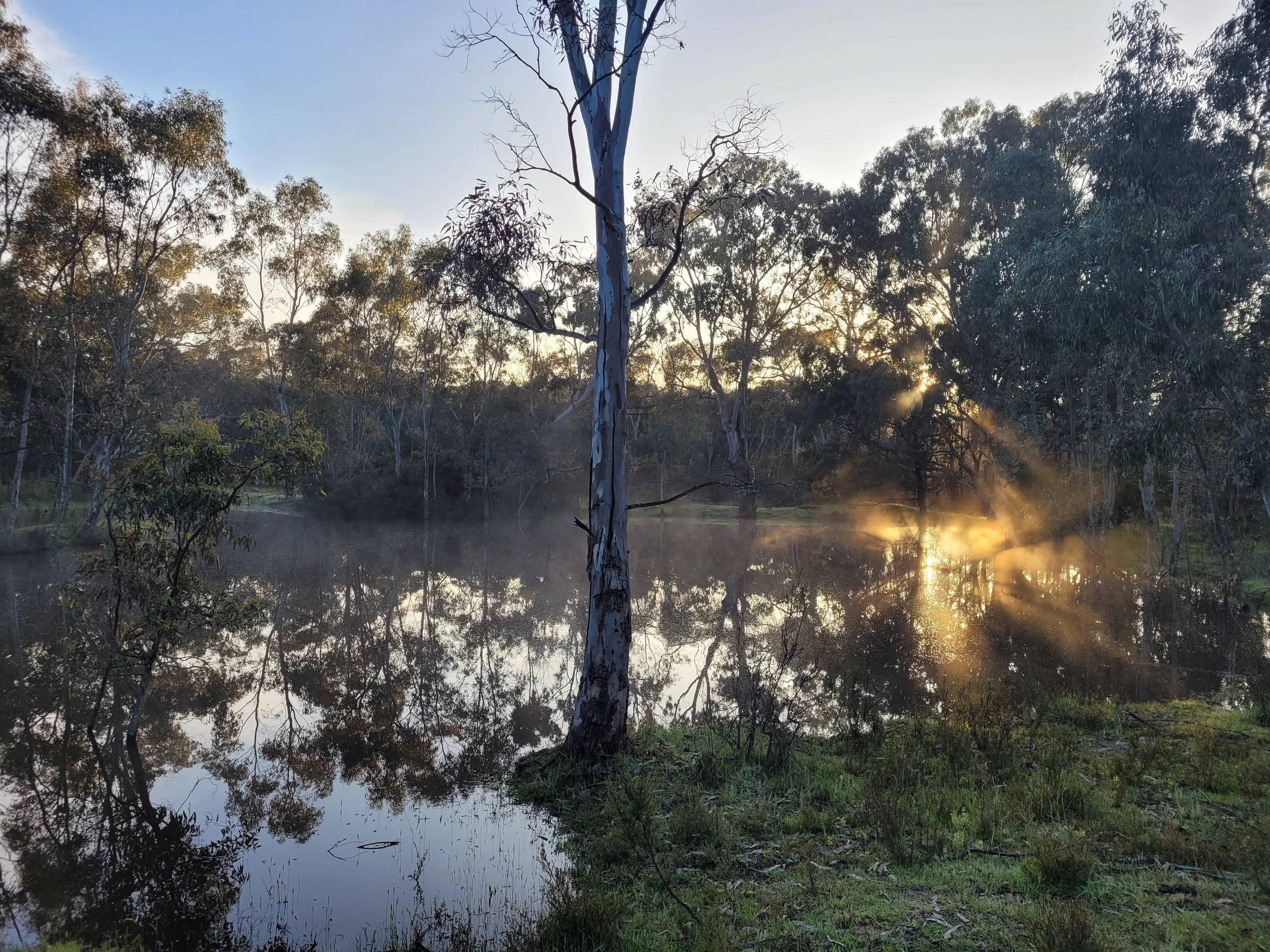 A tranquil scene at sunrise or sunset by a lake, with a tall, leafless tree in the foreground and lush green trees surrounding the water, reflecting the sky and trees in the still surface of the lake, with gentle sunlight filtering through the foliage.