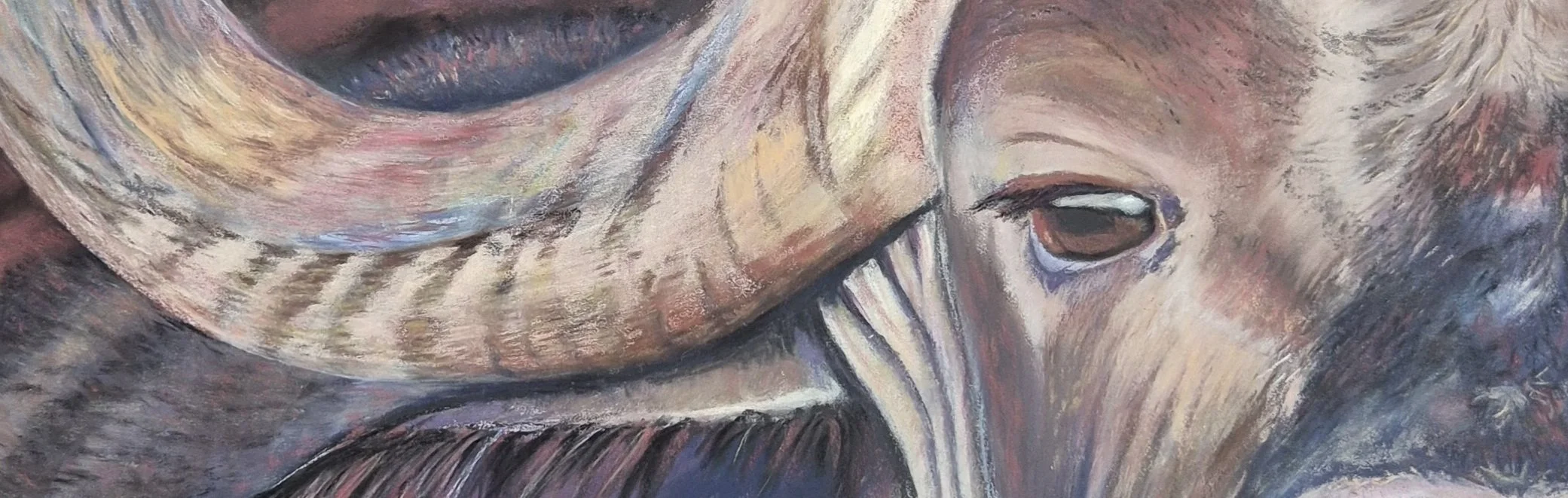 Out of Africa The Buffalo_regard.jpg
