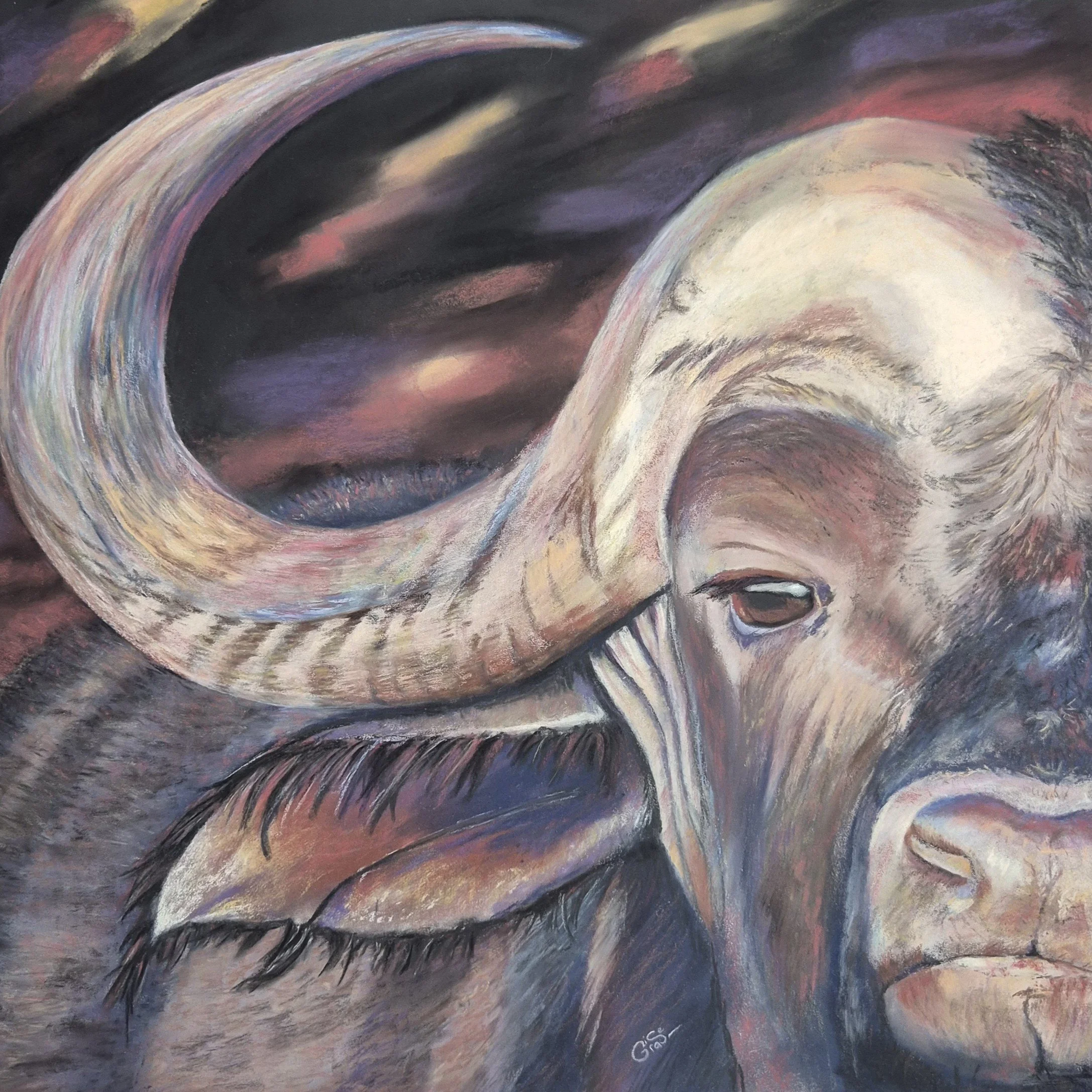 Out of Africa, the Buffalo
