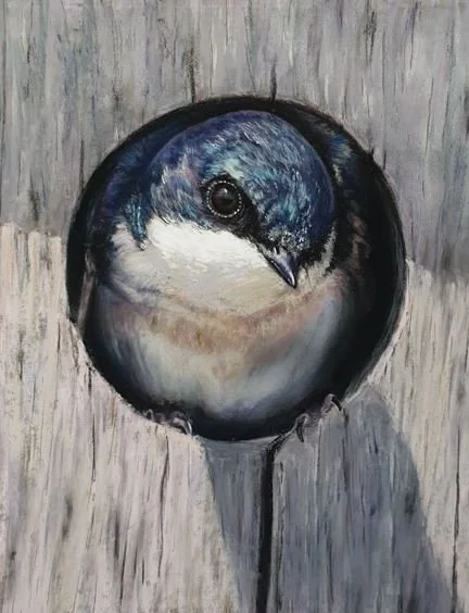 ▼
   La petite Hirondelle blanche et bleue    
2022 
Pastel sec sur Pastelmat 
Format A4 

 Disponible   
(sera livré avec un  certificat d'authenticité  signé par la main de l'artiste)

 
   
    DÉCOUVRIR L'OEUVRE →
   
 


  
