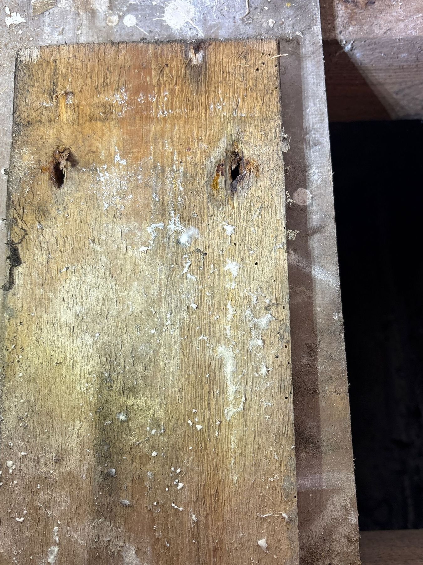 Before: timber decay with fungal growth and woodworm flight holes — Bexhill