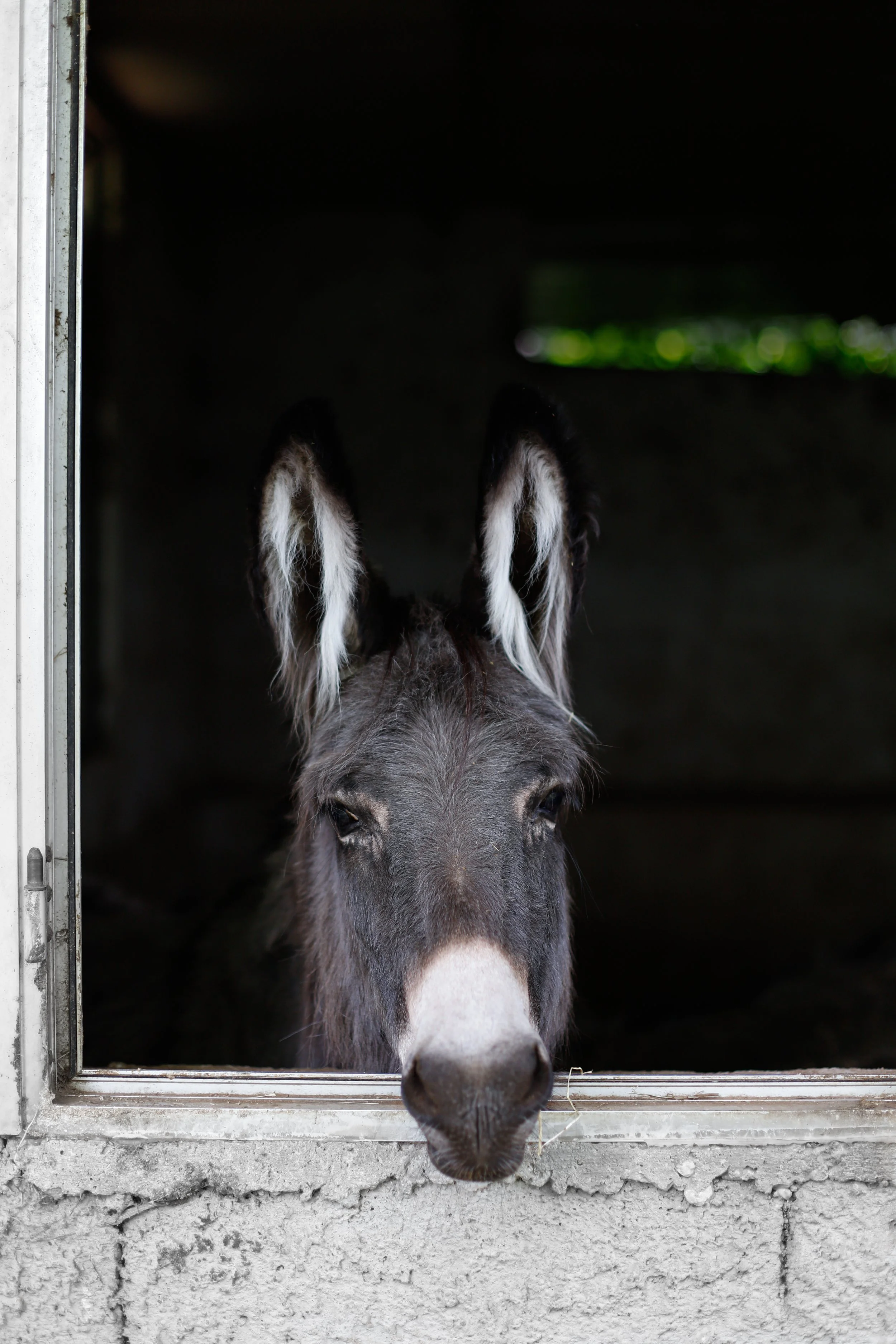 Portrait photography Bianca, azienda agricola Giruzz, Vico Equense, Slow Food