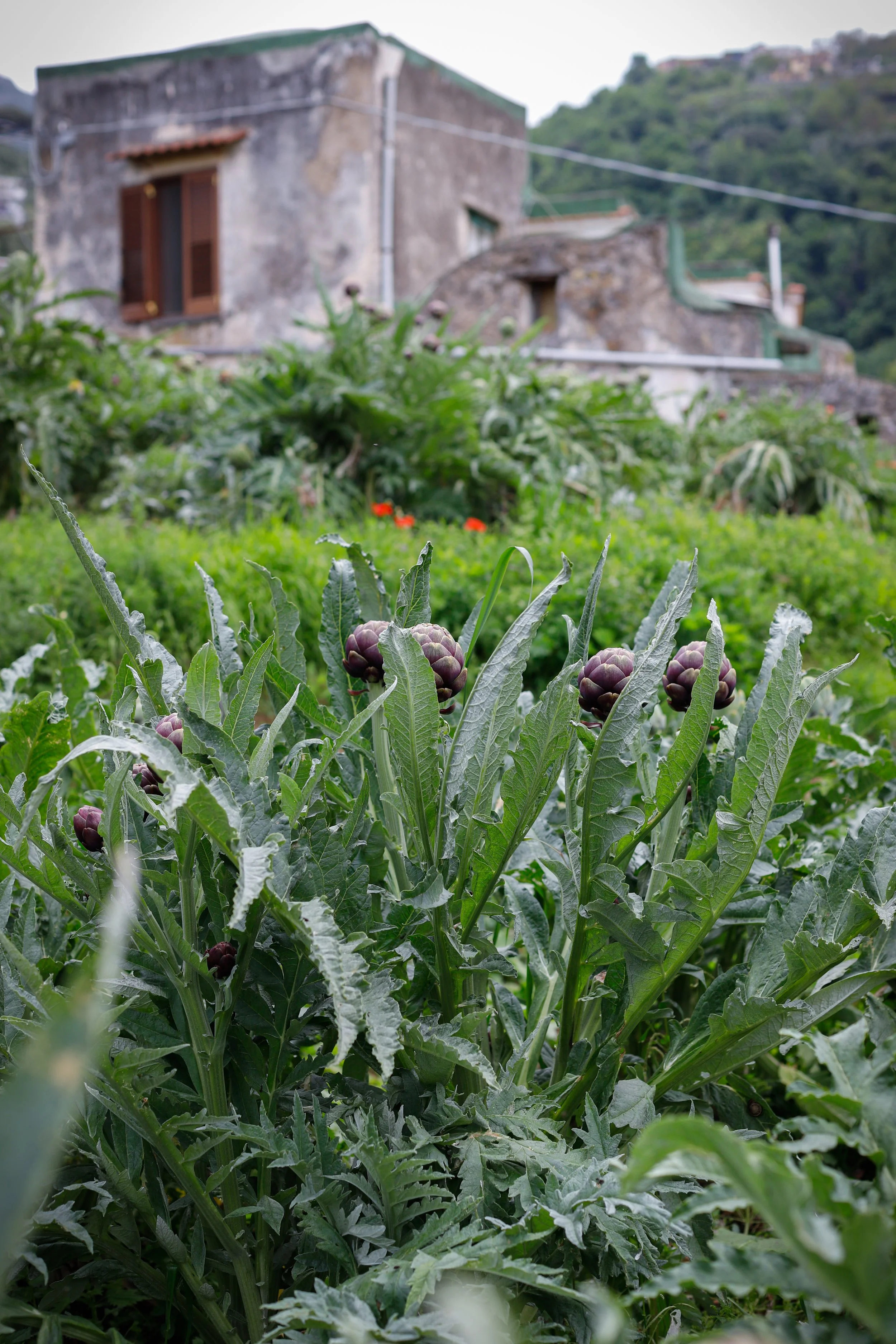 Bianca | azienda agricola Giruzz | Vico Equense | Slow Food