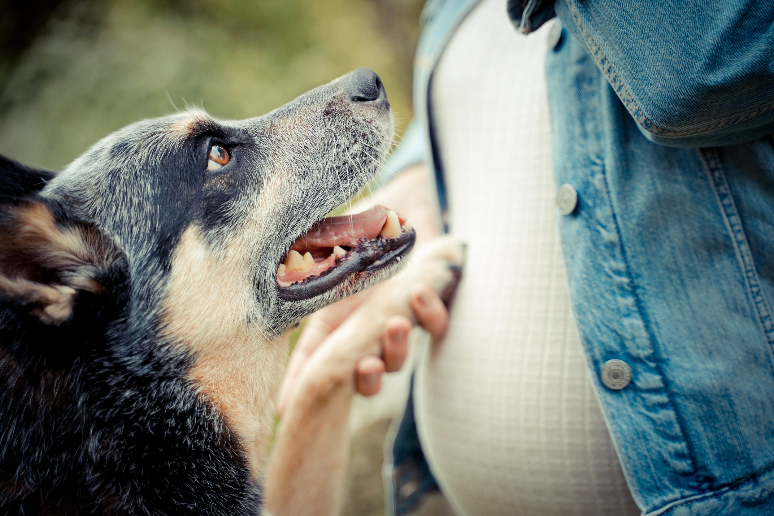 Ein Hund mit grauem und schwarzem Fell, der an einem Menschen in einer Jeansjacke schnuppert, im Freien.