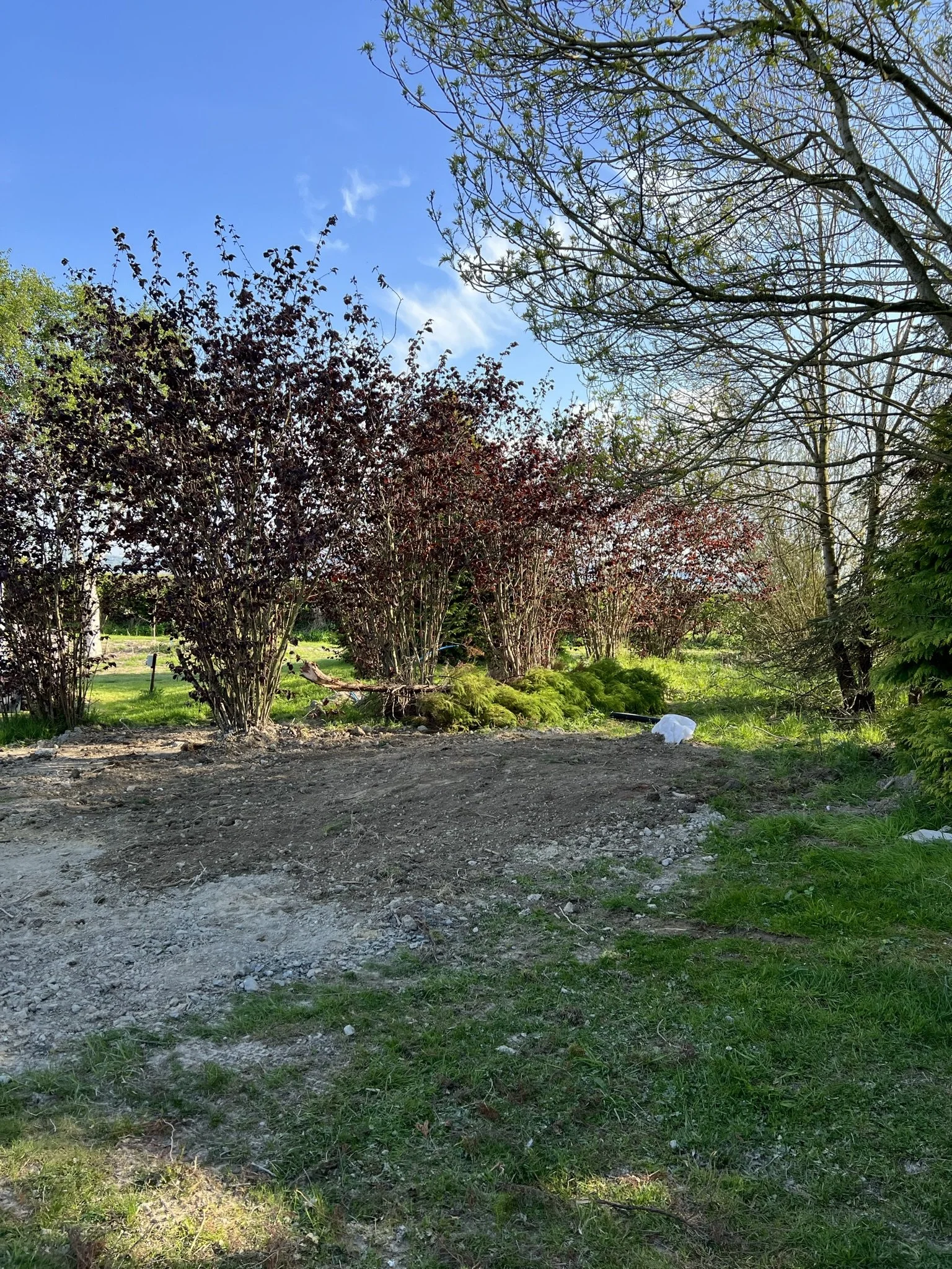 A dirt path with green grass on both sides, trees with sparse foliage, and a clear blue sky in the background.
