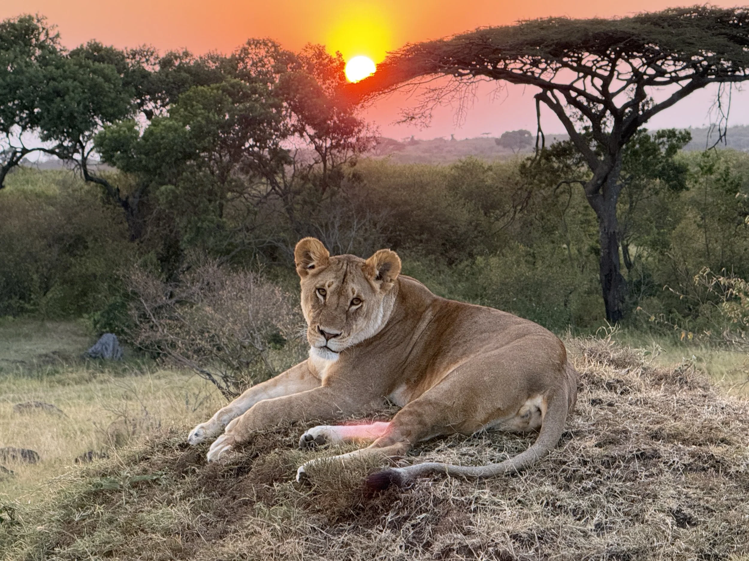 Kenya Safari: Into the Wild Heart of Africa