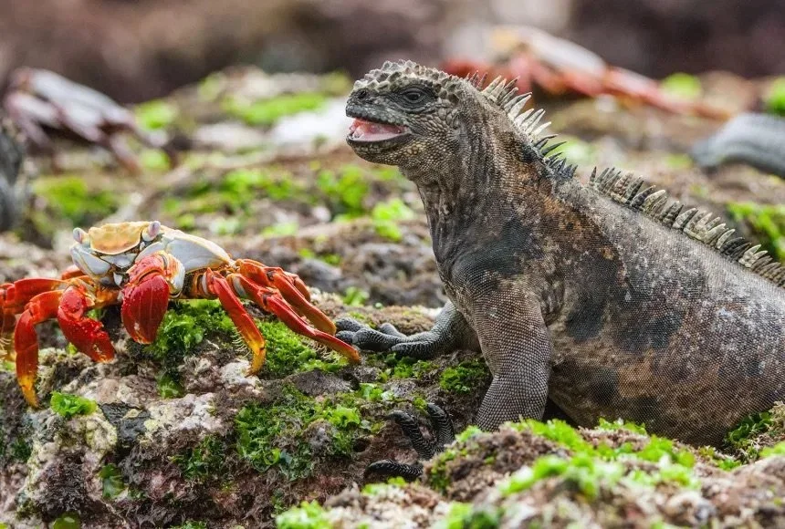 The Galápagos Islands