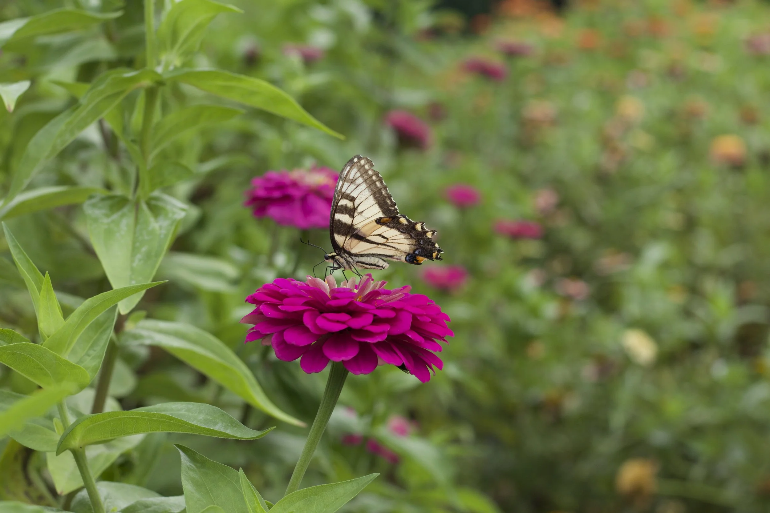 In the Garden