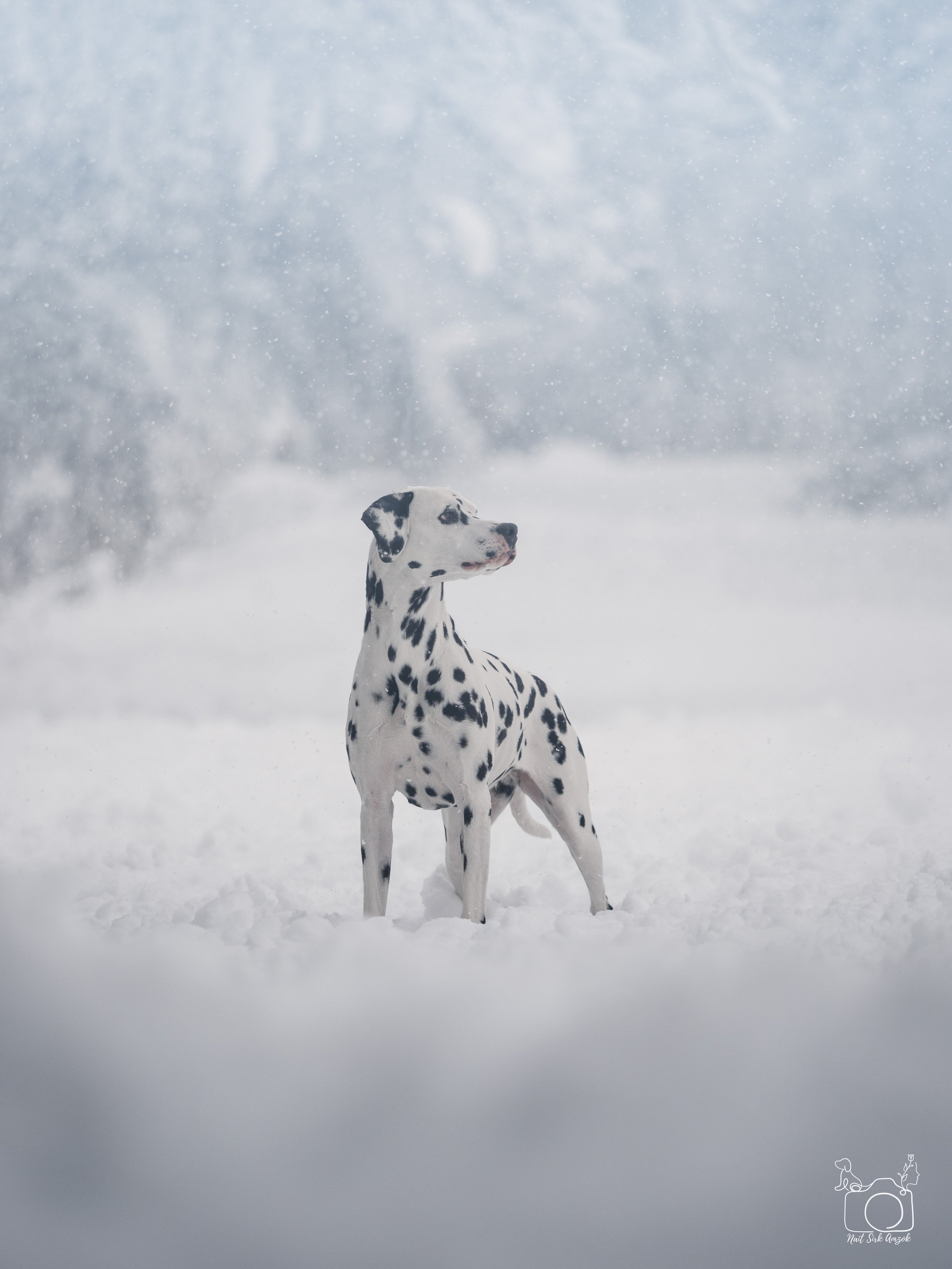 A Dalmatian dog standing in snow with a snowy, foggy background and trees faintly visible in the distance.