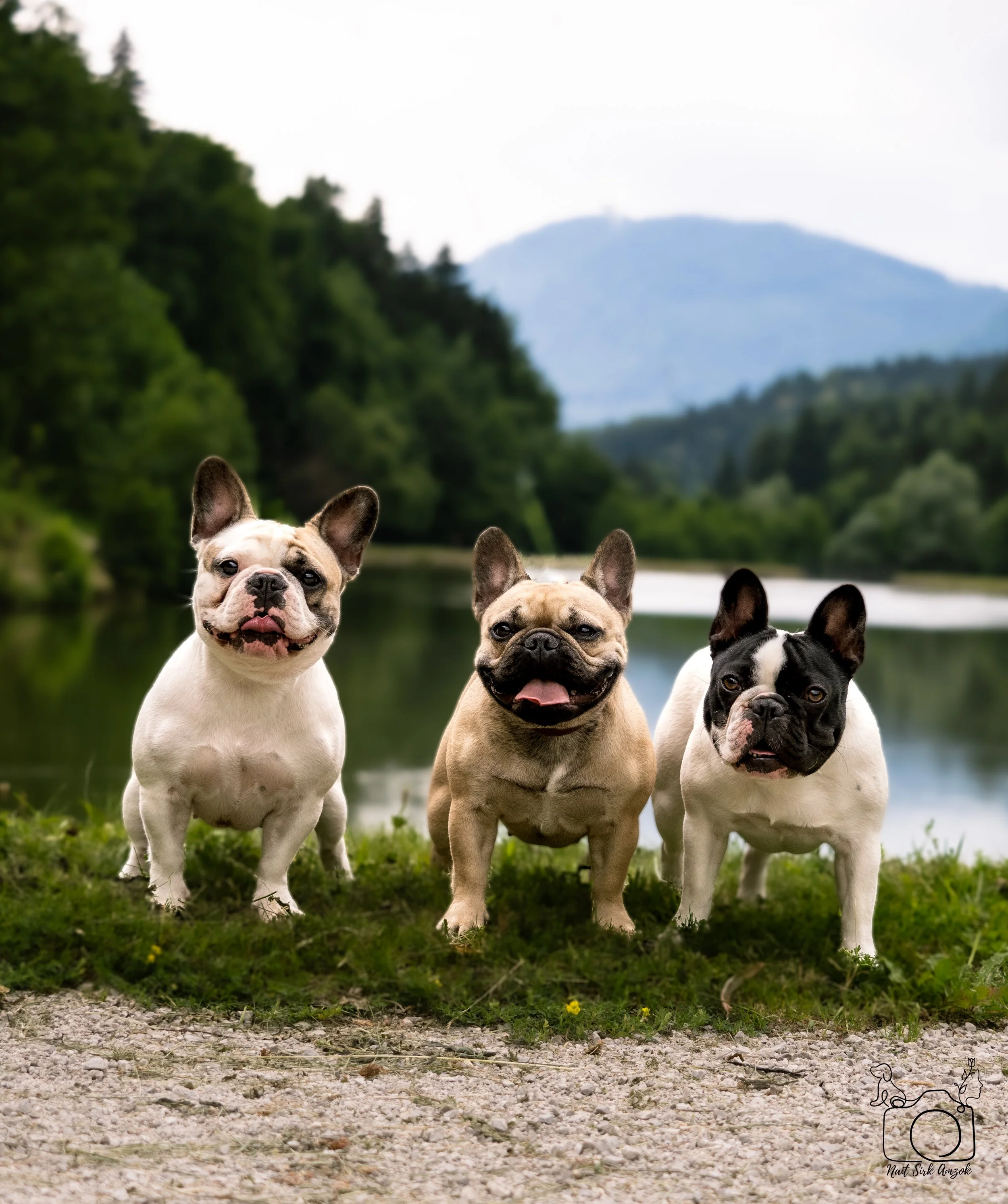Four French Bulldogs standing on grass and gravel with a river, green trees, and mountains in the background.