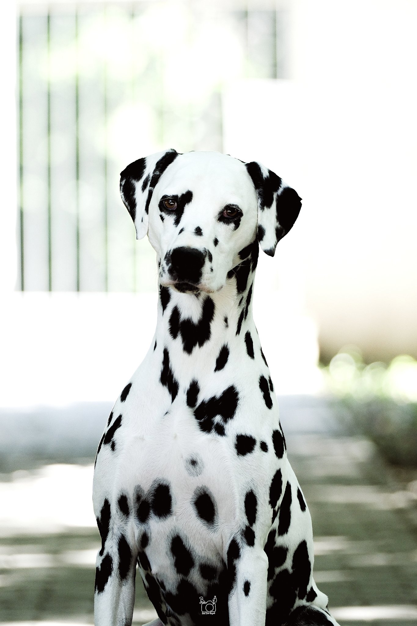 A Dalmatian dog sitting indoors with a blurred background of a window and greenery outside.