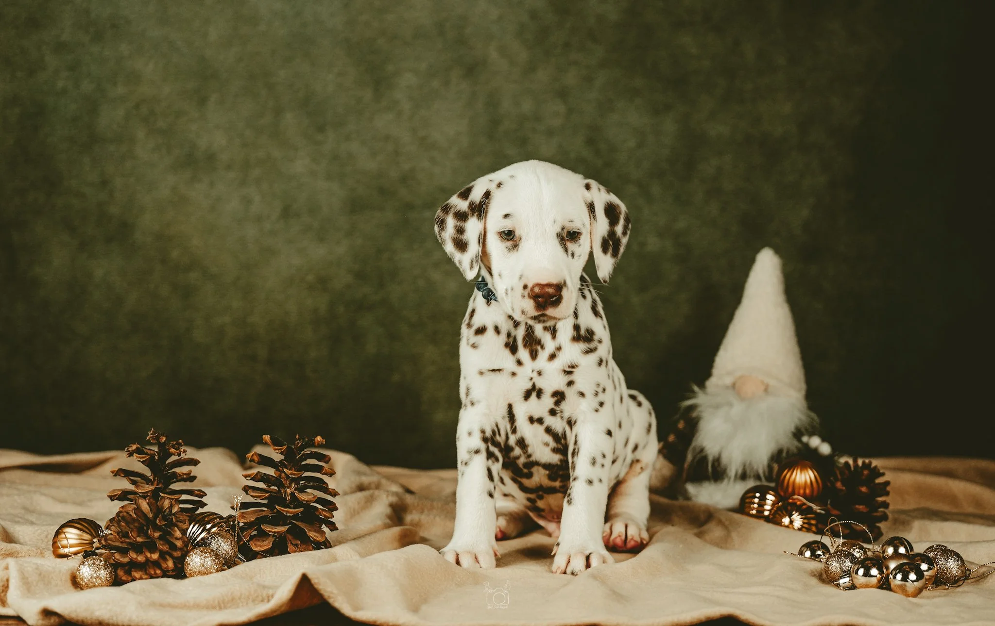 A Dalmatian puppy sitting on beige fabric with pinecones, Christmas ornaments, and a small gnome figure, against a dark green backdrop.