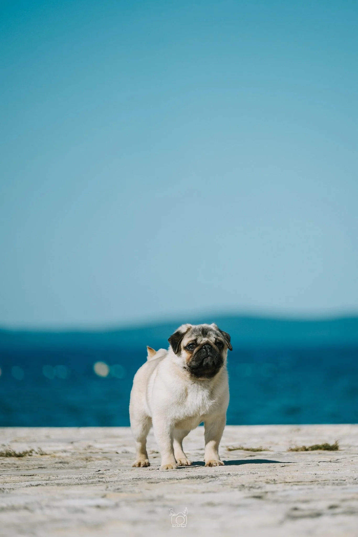 A small pug dog with a fawn-colored coat and dark face standing on a wooden deck near the ocean, with a deep blue sky and sea in the background.