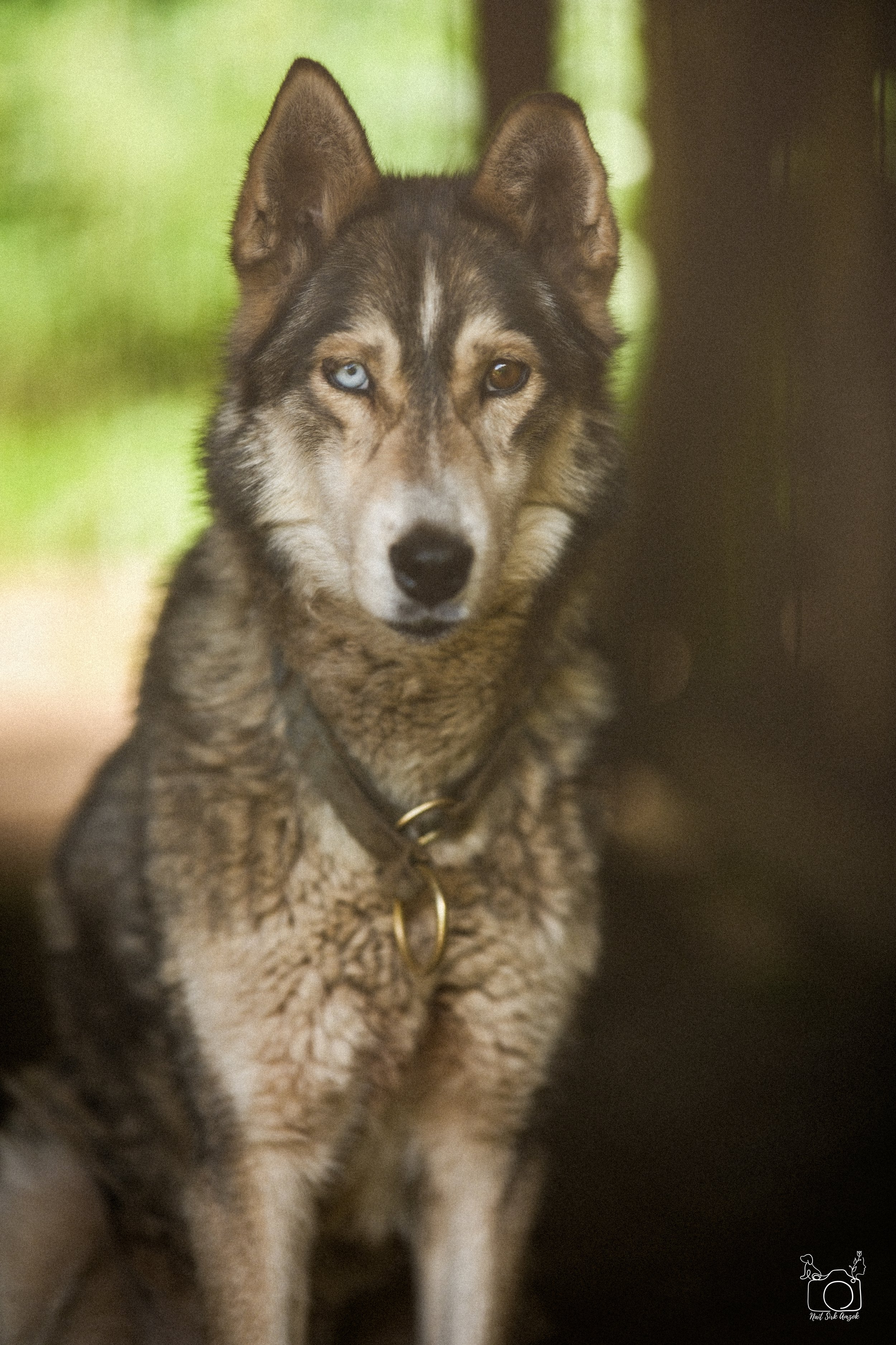 A close-up of a Siberian Husky dog with heterochromia, one blue eye and one brown eye, sitting indoors with a blurred background.