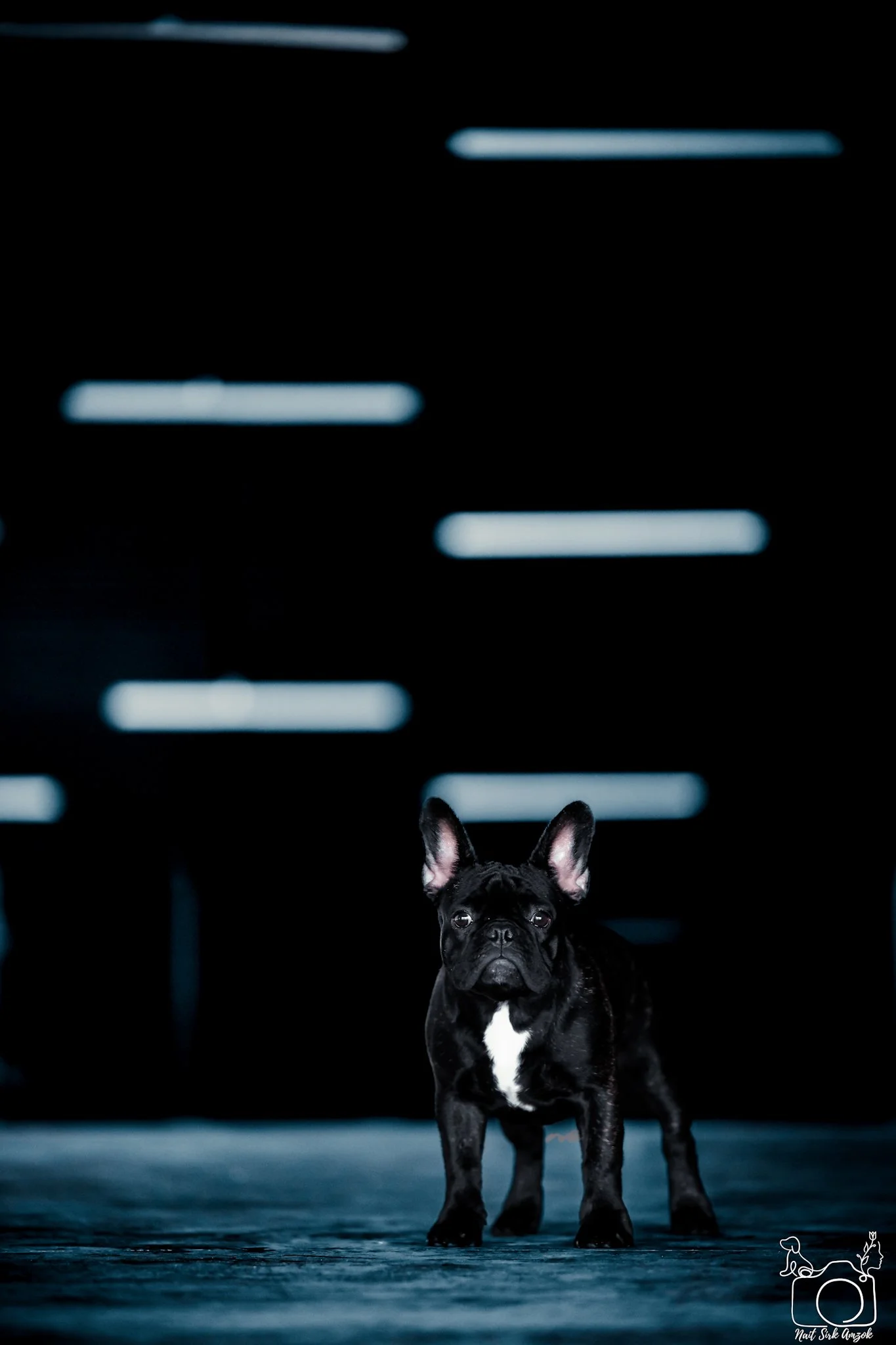 A black French Bulldog with a white chest standing on a dark floor, with a dark background and horizontal lights above.