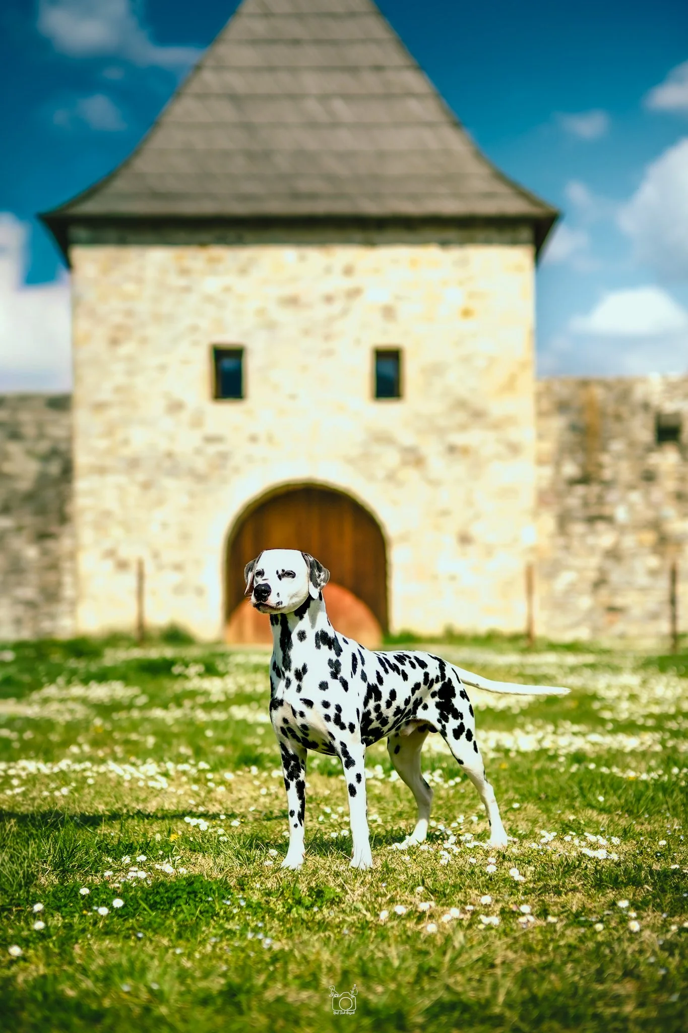 A Dalmatian dog standing on grass in front of a stone building with a large wooden door and a high pointed roof, with a partly cloudy sky in the background.