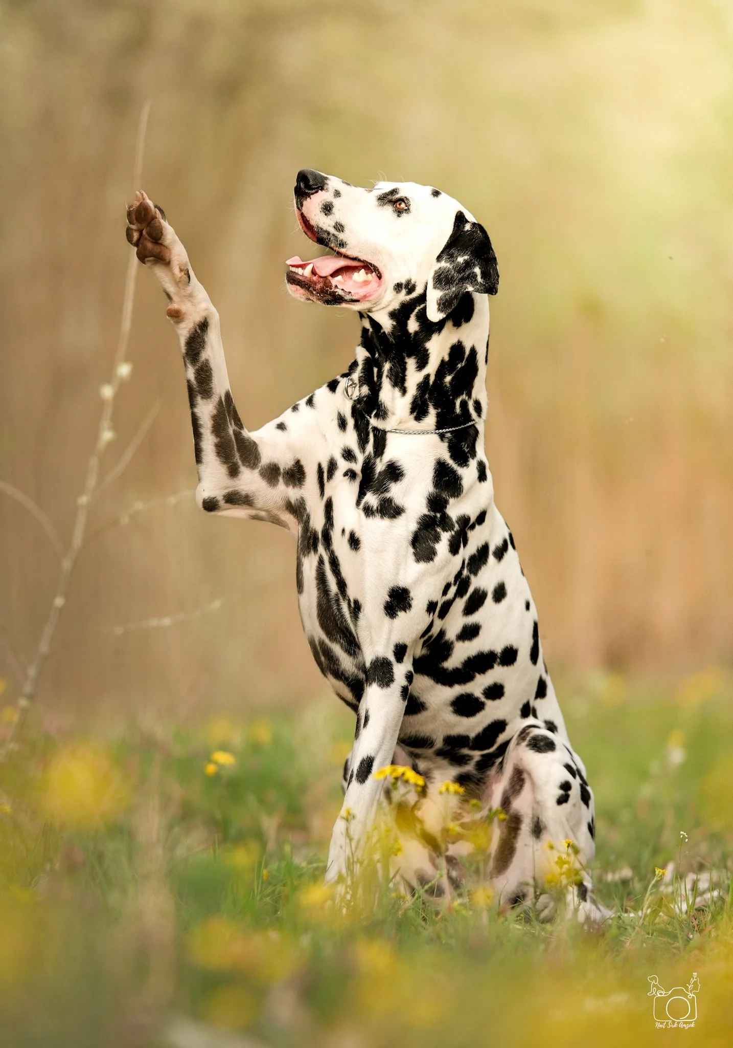 Dalmatian dog sitting in a grassy field with yellow flowers, raising its front paw, looking up, with a blurred natural background.